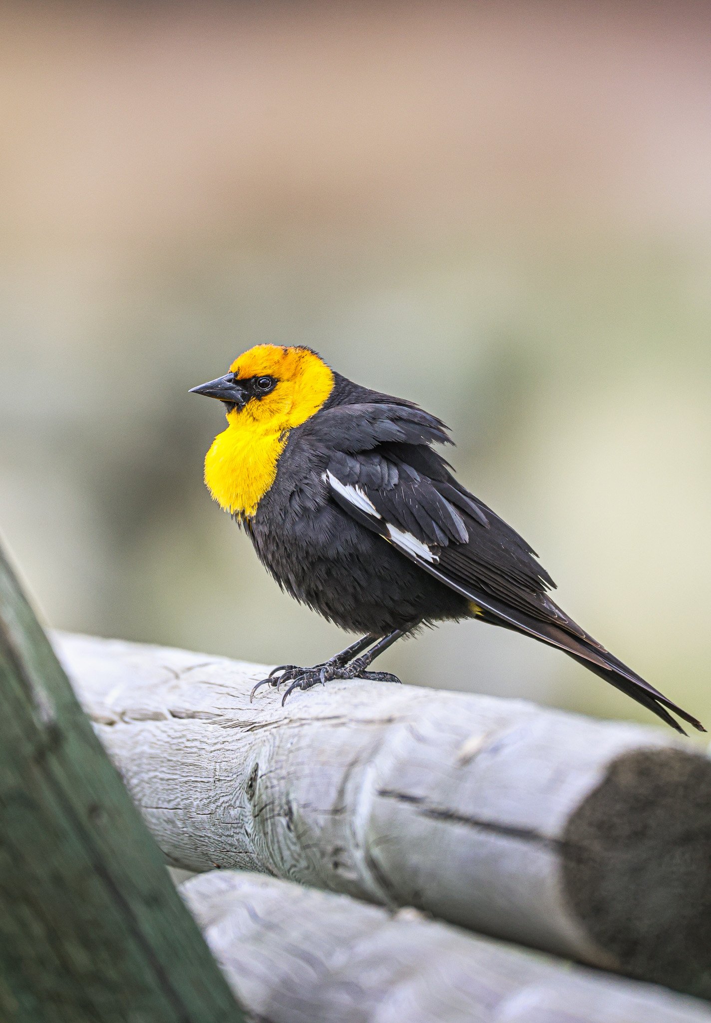 A yellow and black bird perched on a log.