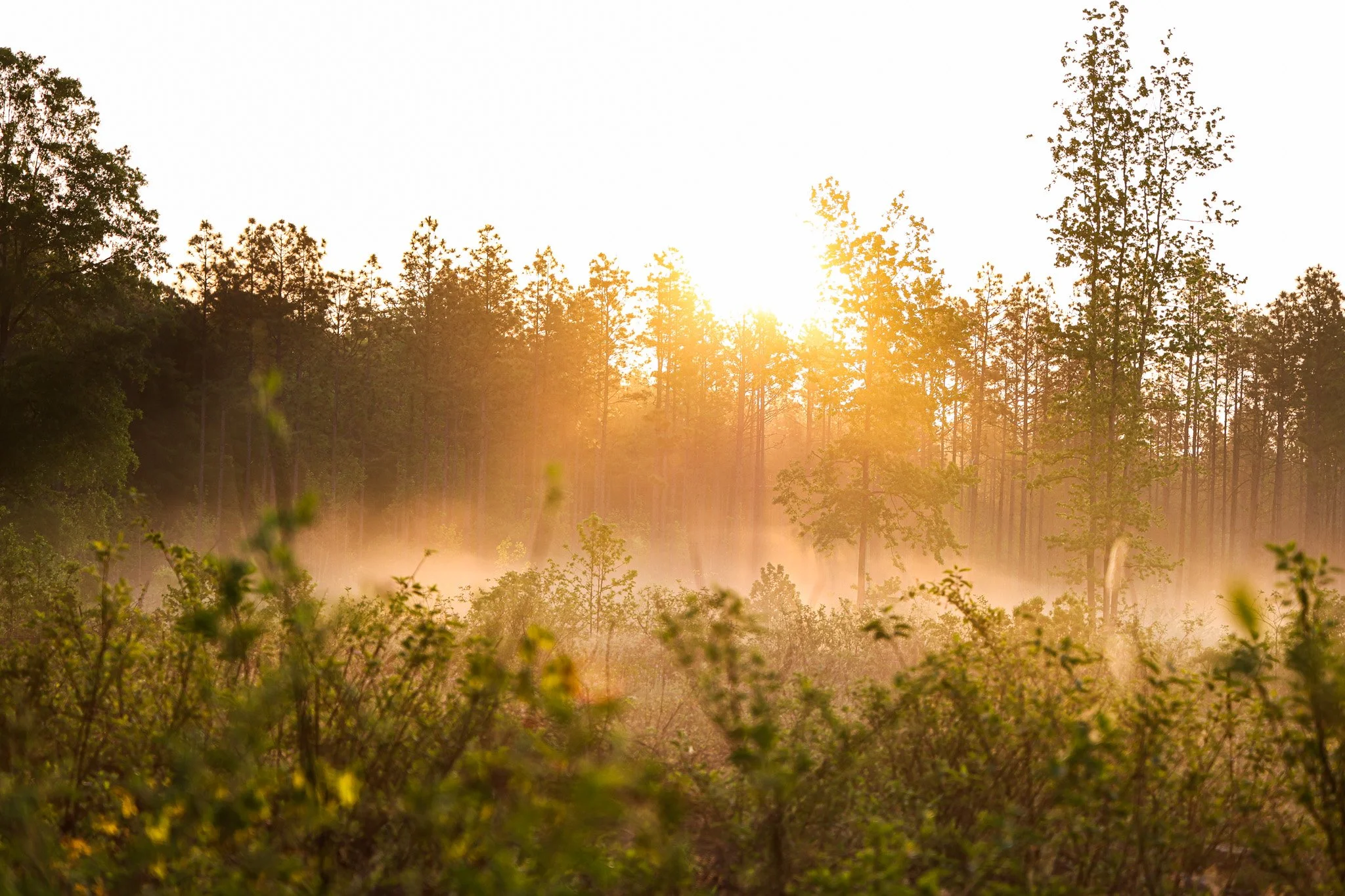 Sunrise over a forest with tall trees and green foliage, with mist in the foreground.