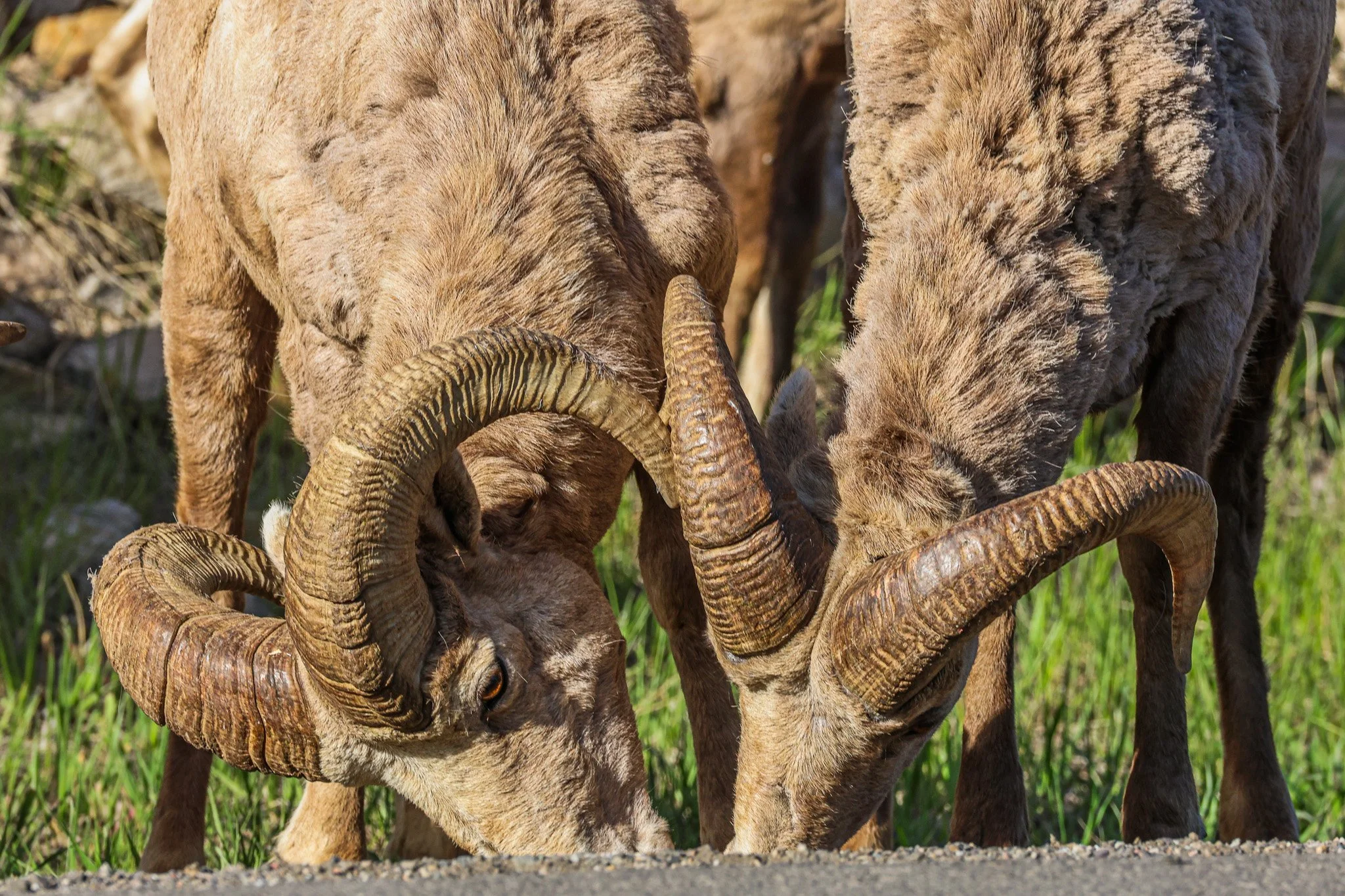 Two bighorn sheep with large, curved horns locking their heads together on a grassy hill.