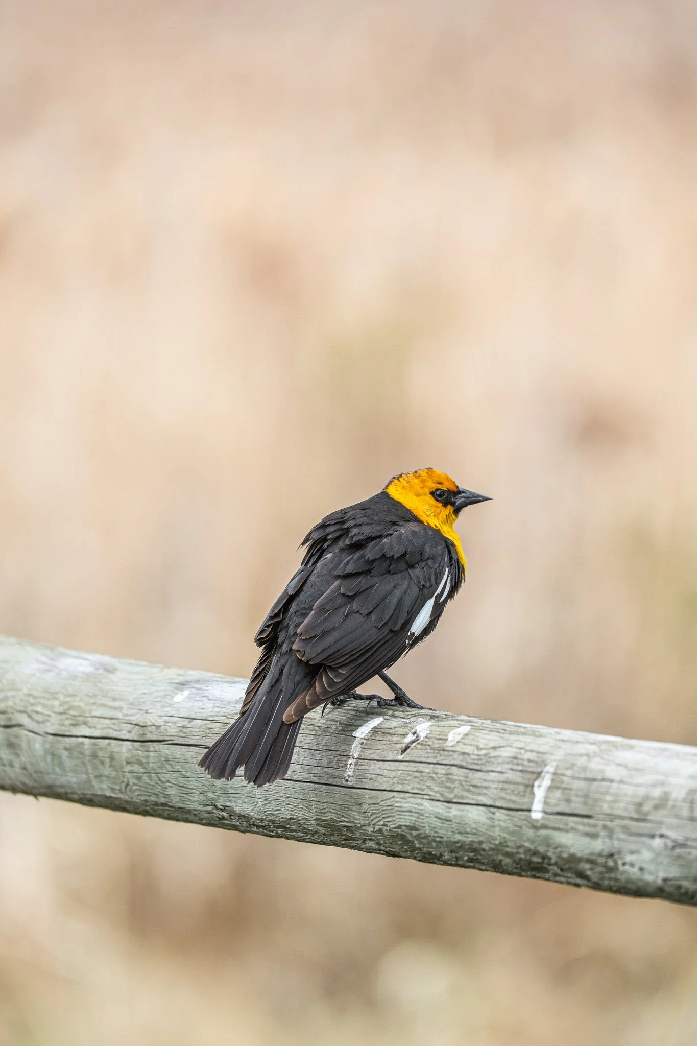 A bird with yellow head and black body perched on a wooden branch.