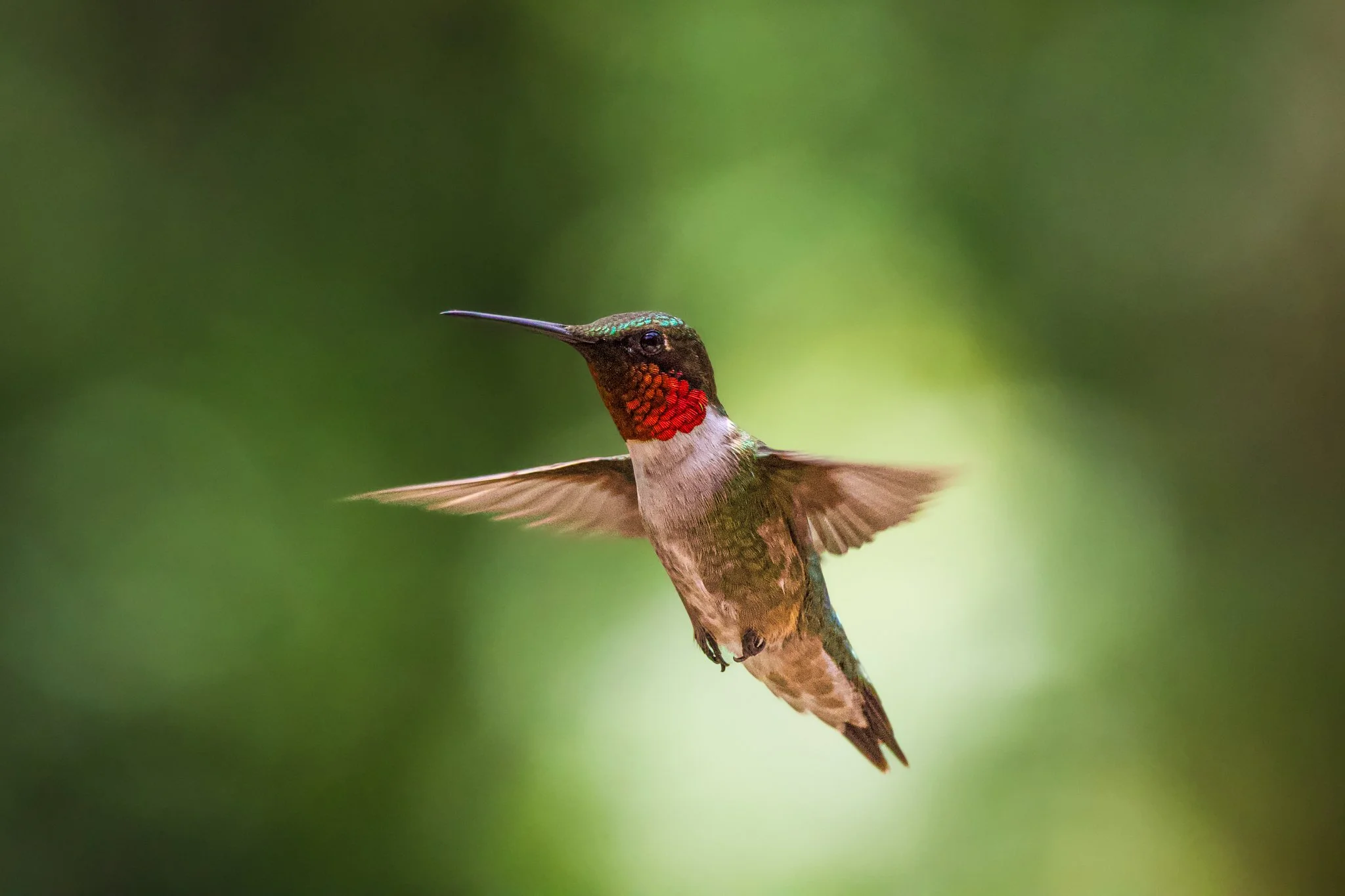 Ruby-Throated Hummingbird