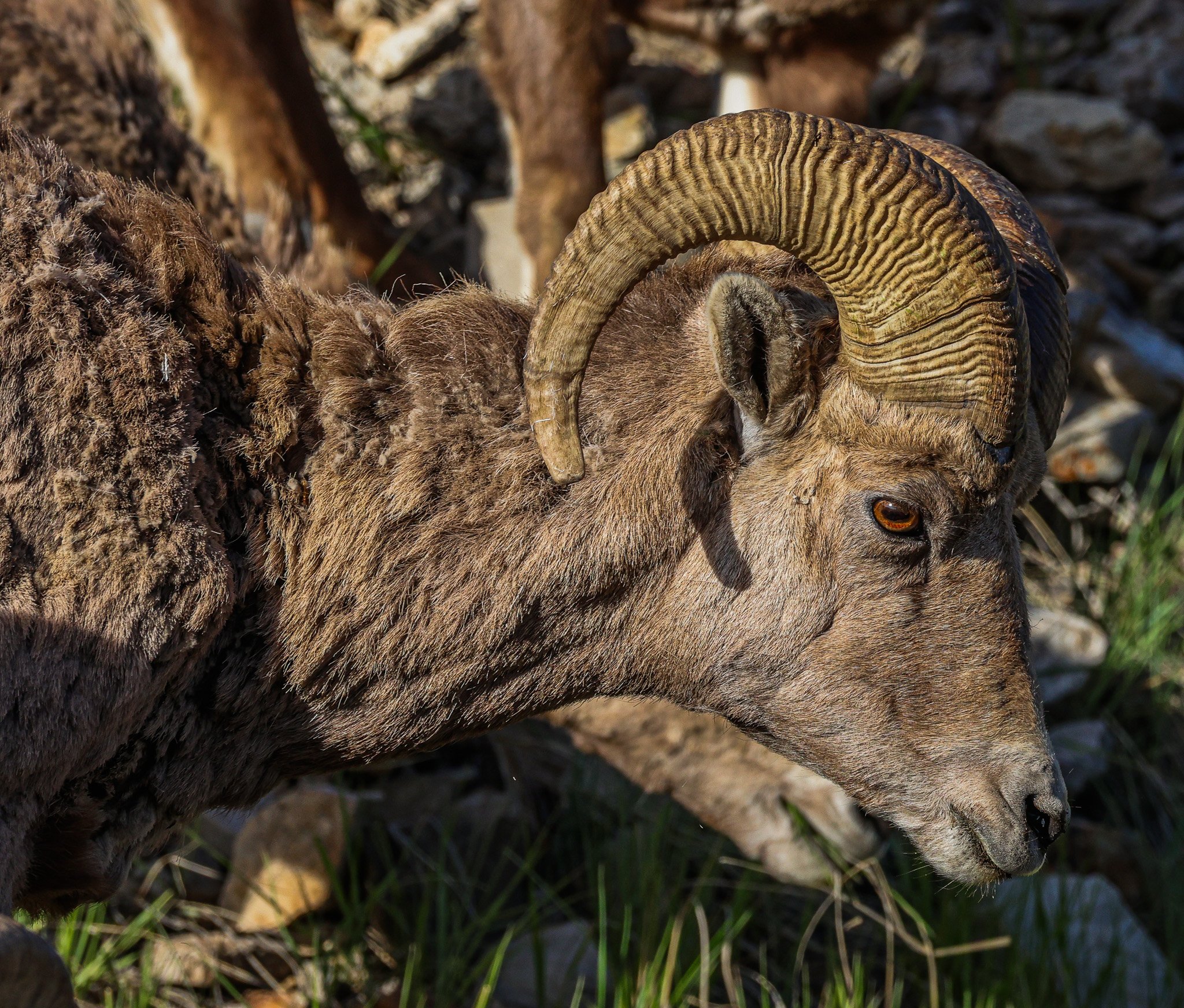 Close-up of a wild sheep with large curved horns and thick brown fur, lying on a ground with rocks and grass.
