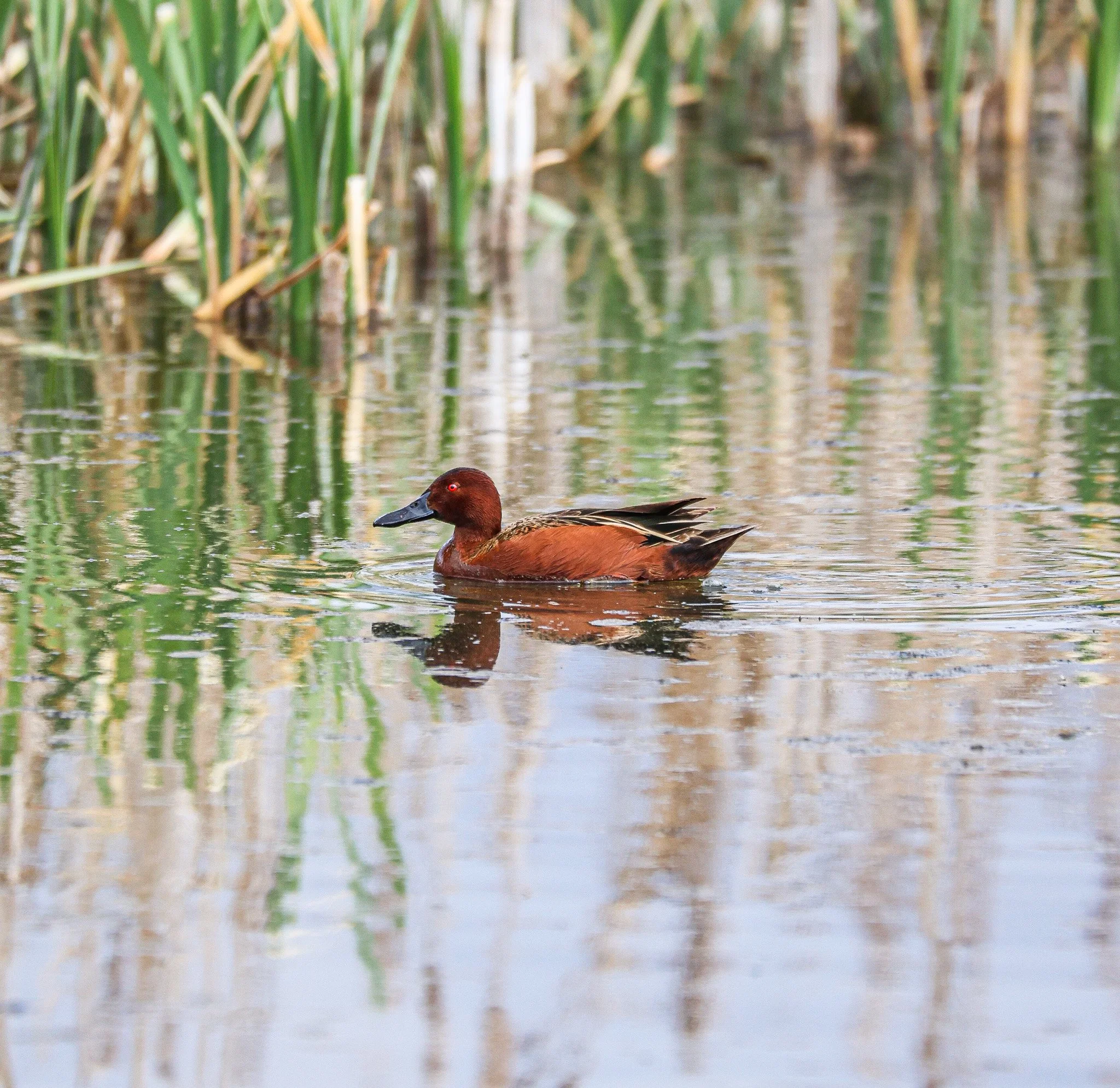 A brown duck swimming in a pond with tall green reeds and trees reflected in the water.