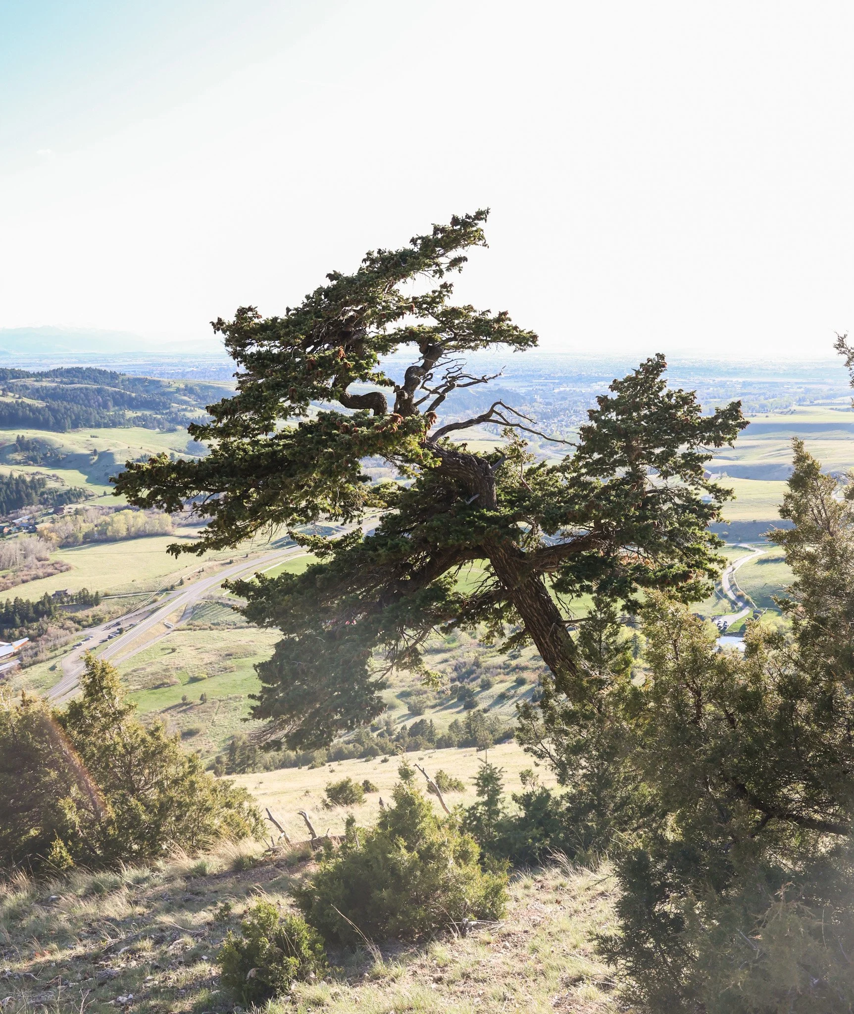 A tall, twisted tree with sparse branches in a hilly landscape under a bright, mostly clear sky.