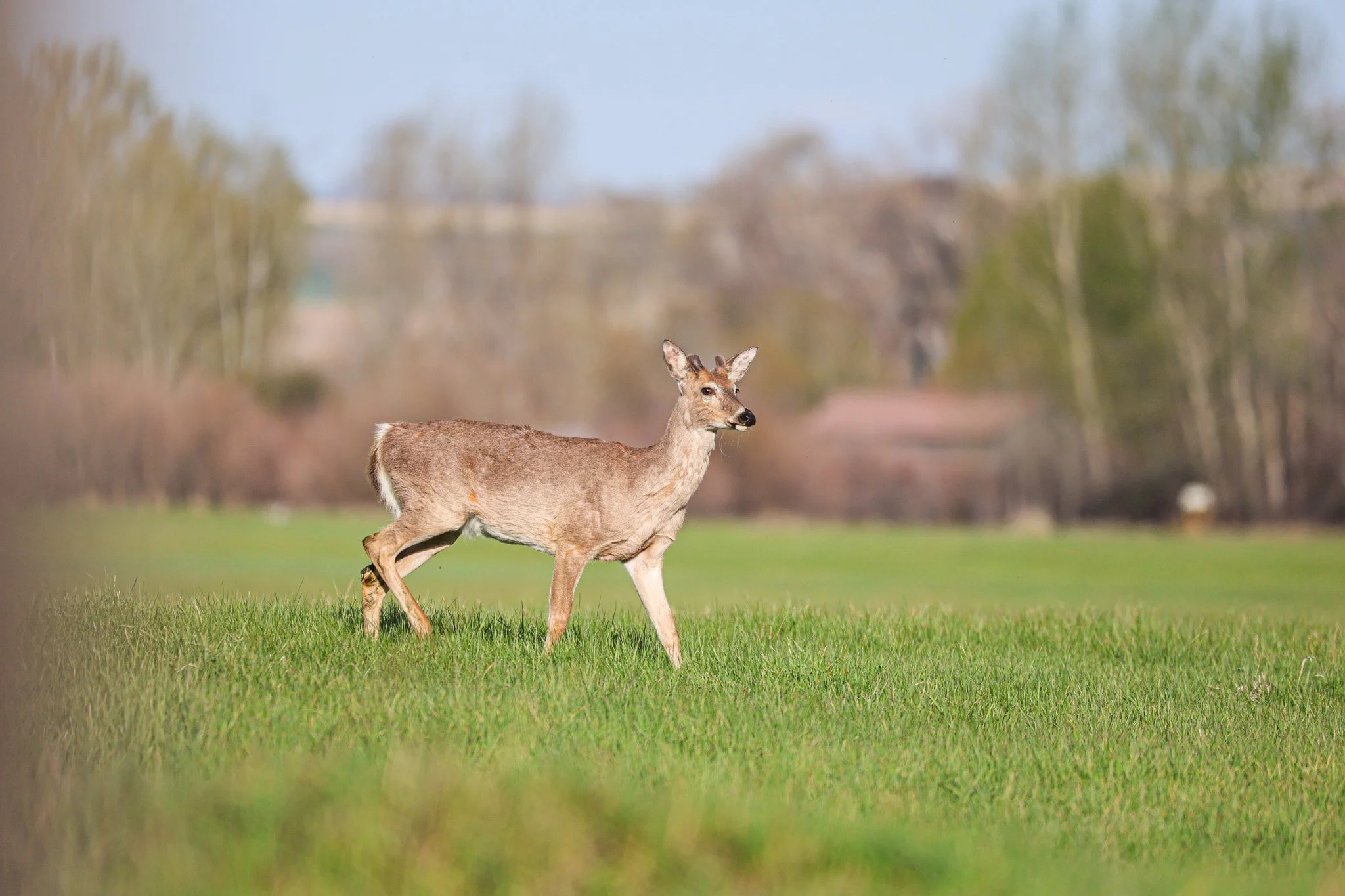 A deer walking across a grassy field with blurred trees and a clear sky in the background.