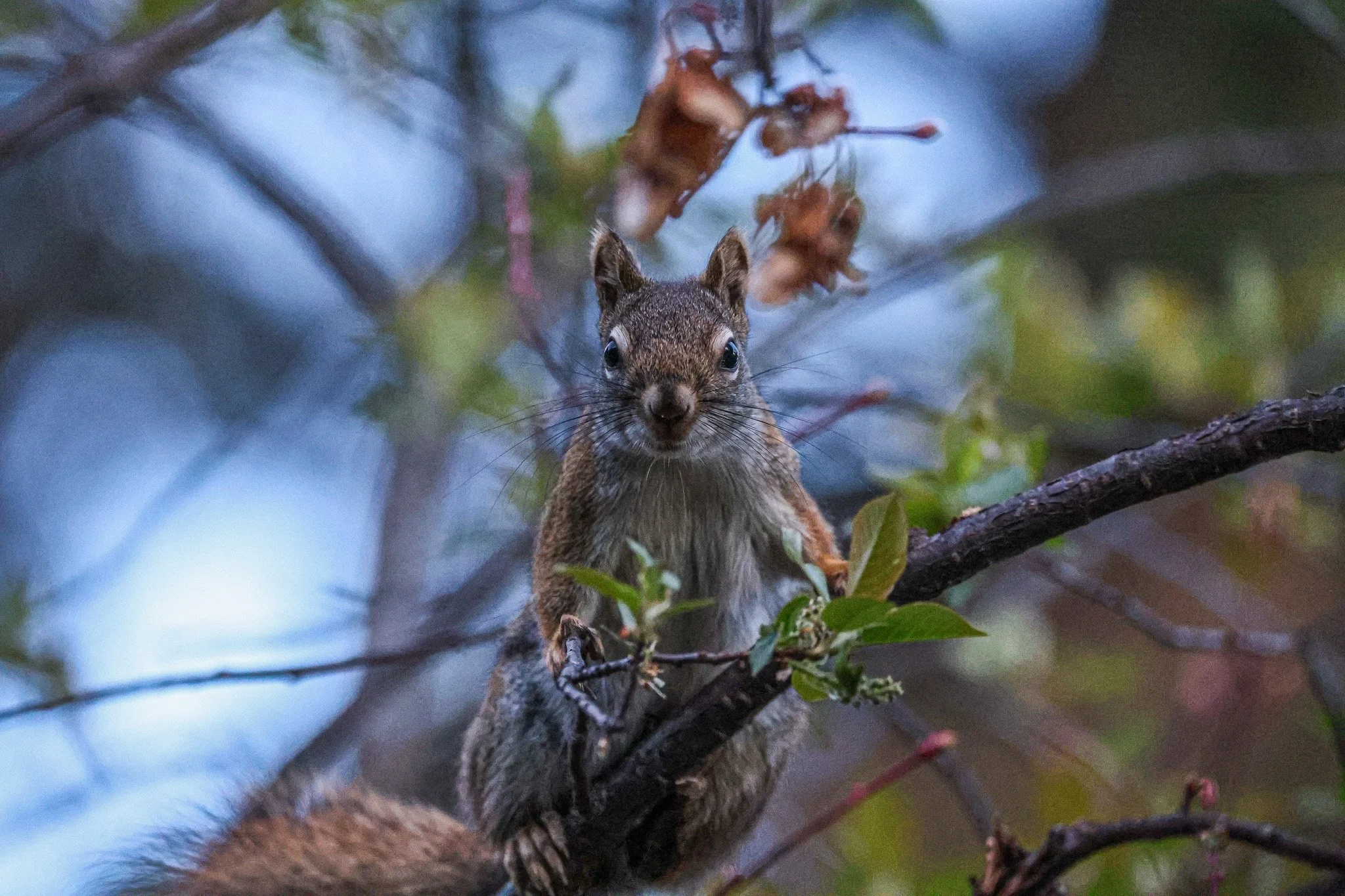 A squirrel on a tree branch among green leaves, looking directly at the camera.