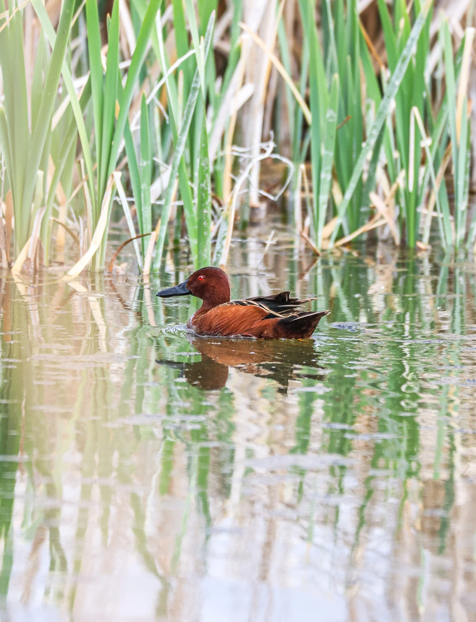A brown duck swimming in a pond with tall green reeds and grasses growing along the water's edge.