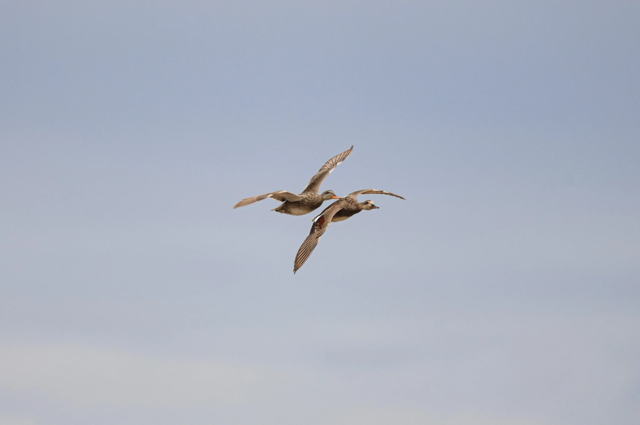 Two ducks flying in the sky against a light blue background.