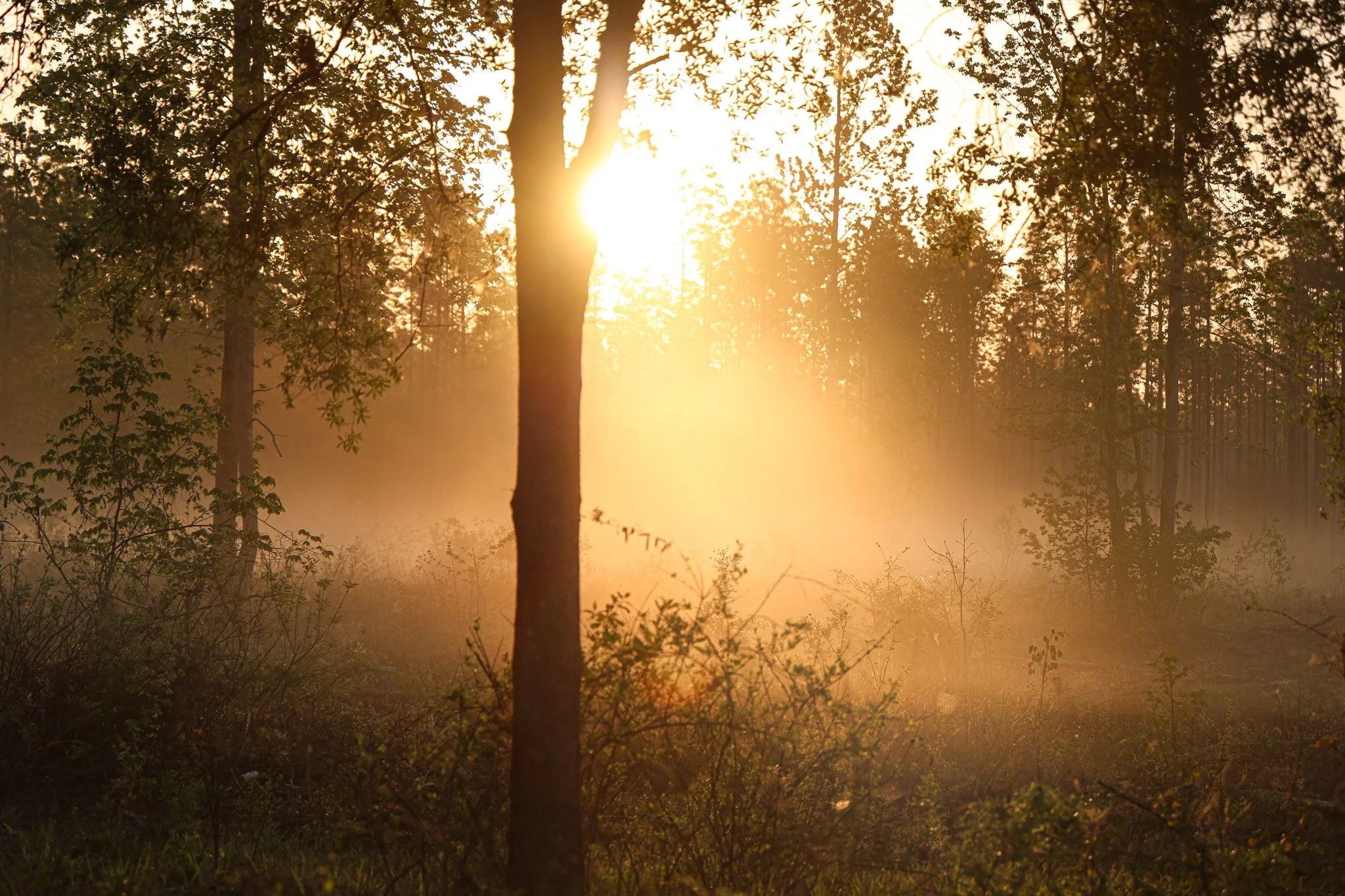 A forest scene during sunrise or sunset, with sunlight filtering through trees, casting a warm glow and creating a misty atmosphere.