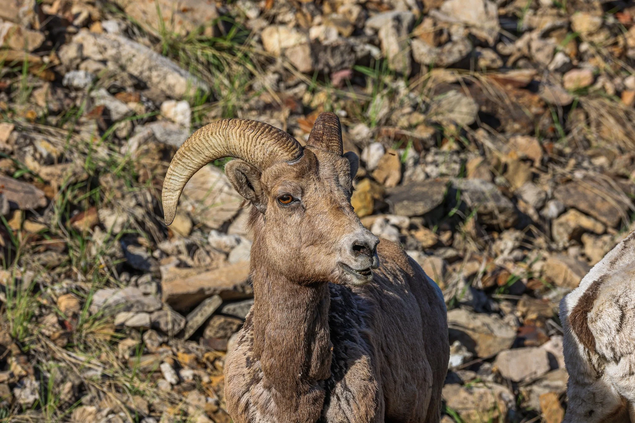 A close-up of a mountain goat with curved horns lying on rocky ground with sparse grass.