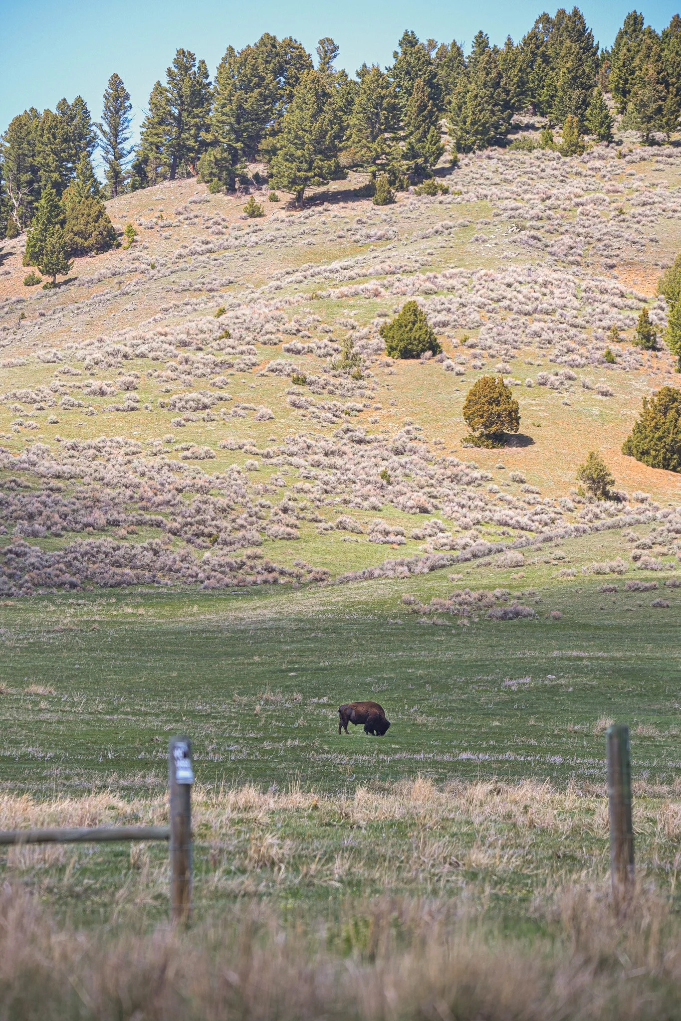 Open grassy field with a bison grazing near a wooden fence in the foreground. In the background, a hillside covered with sagebrush and scattered cypress trees, under a clear blue sky.