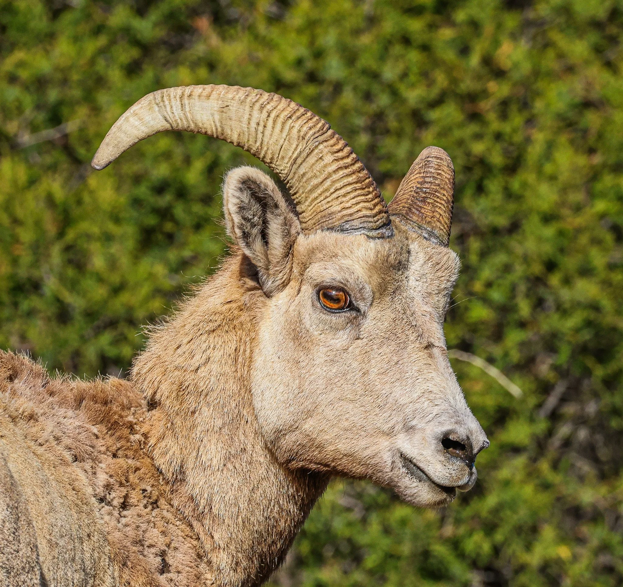 A close-up of a goat's head, showing its right eye, horn, ear, and a grayish fur coat with a background of green foliage.