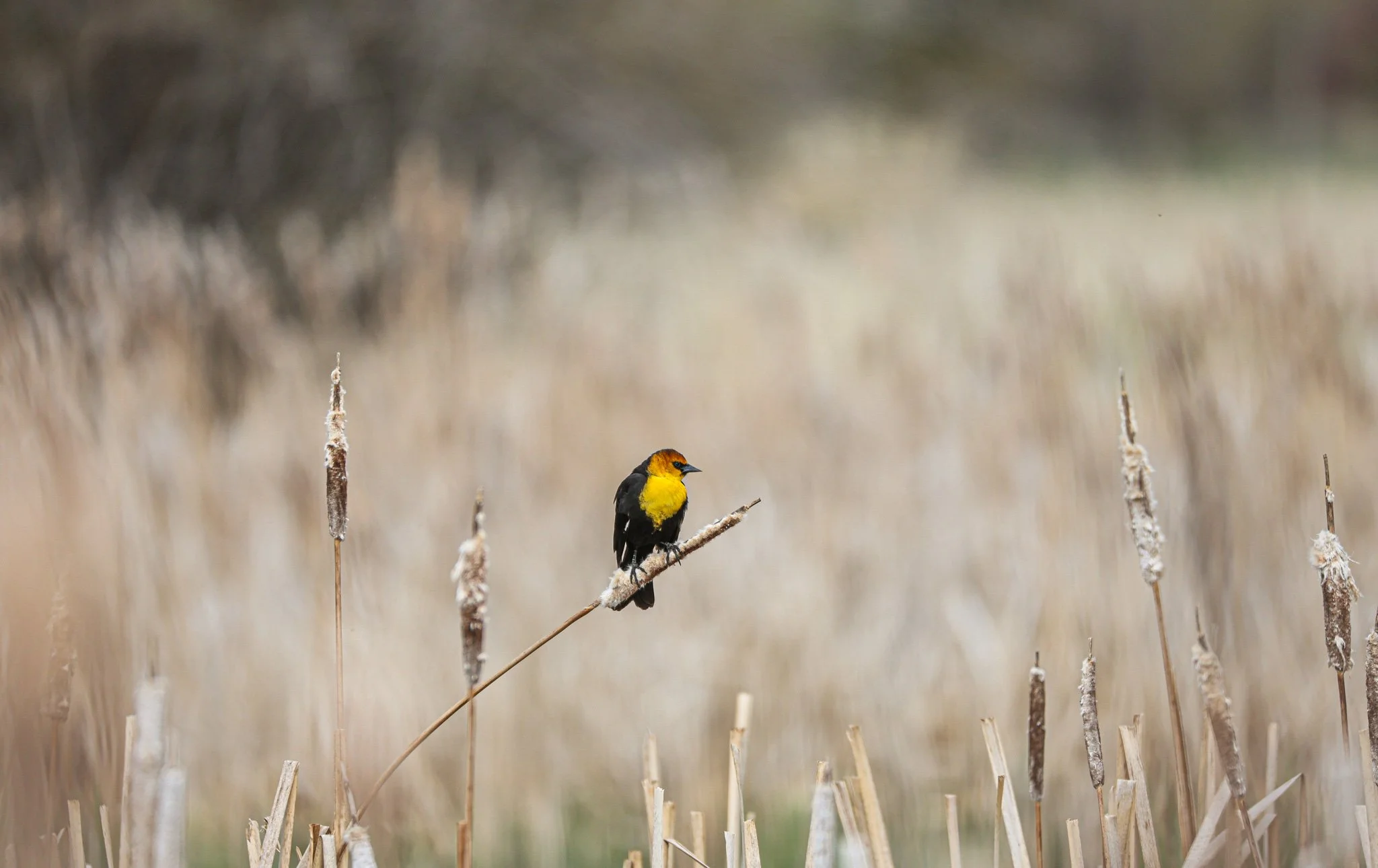 A small yellow and black bird perched on a thin dry plant stem in a marshy area with dried cattails and a blurred background.