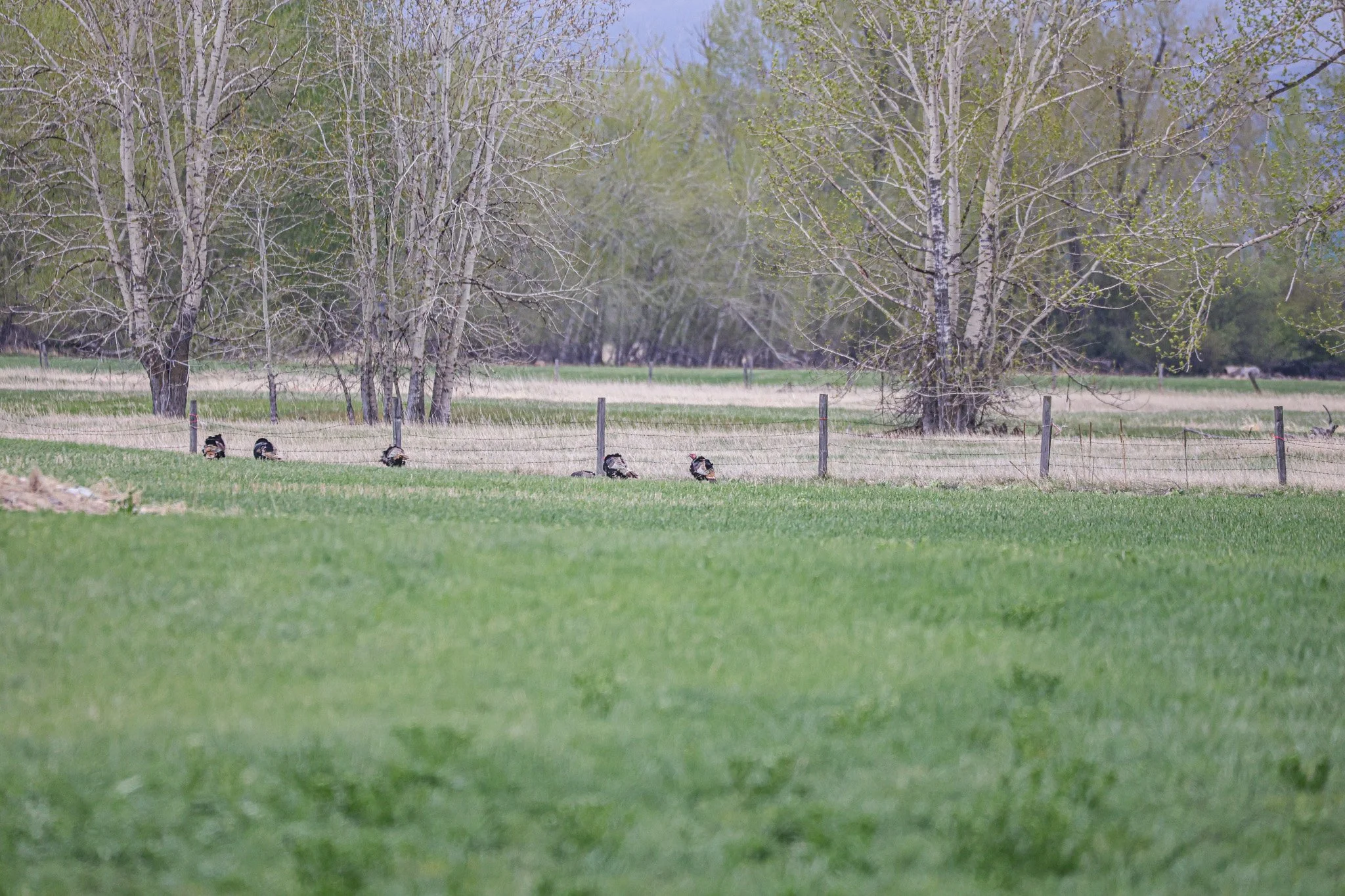 A grassy field with a wire fence and several ducks walking along it. In the background, tall trees with budding leaves and a partly cloudy sky are visible.