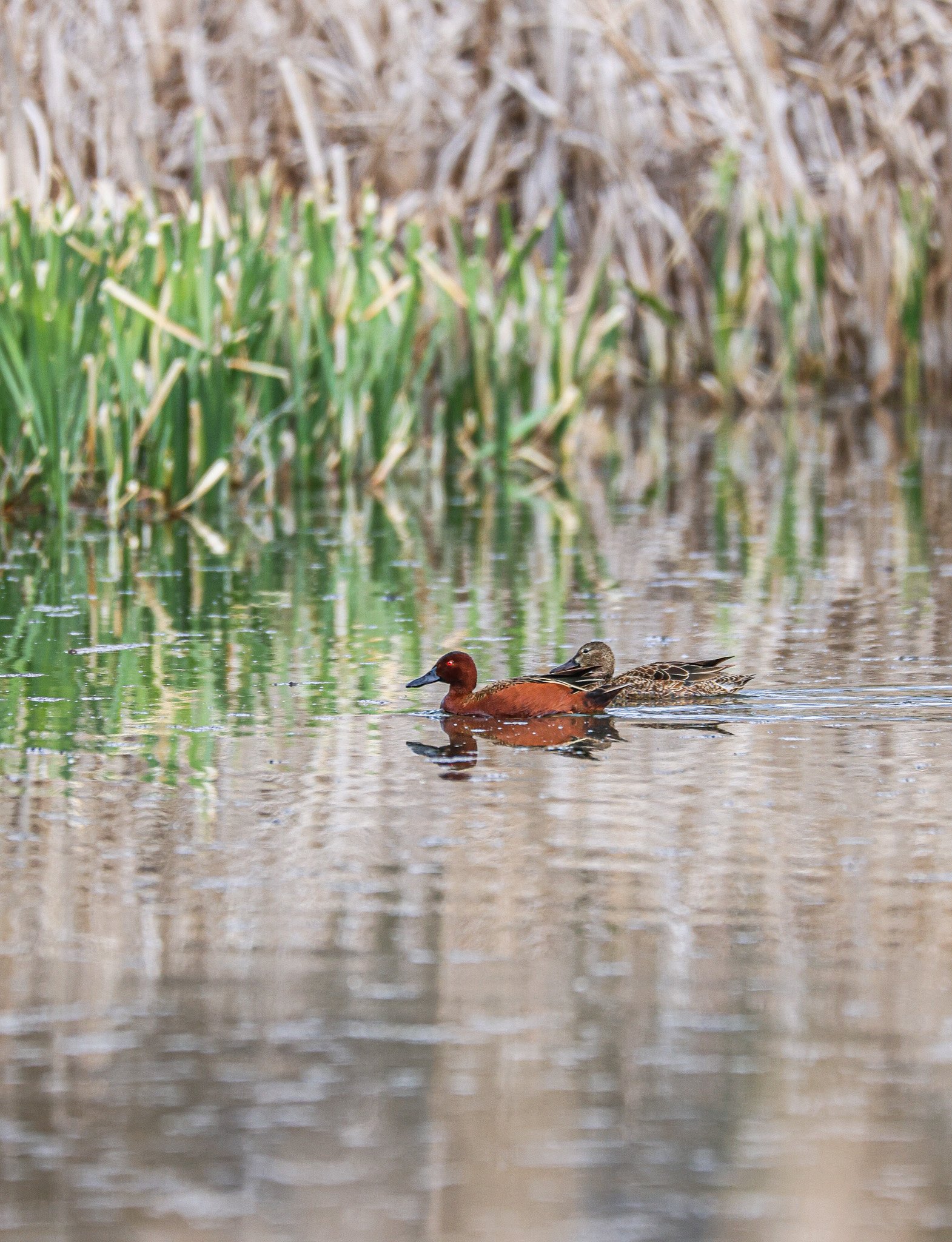 A pair of ducks swimming in a body of water surrounded by green grass and brown reeds.