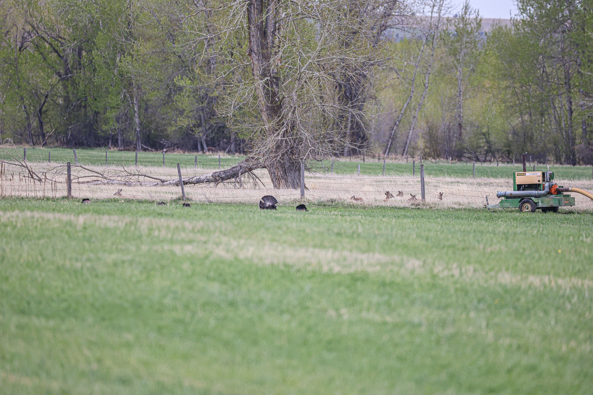 A large tree with some branches fallen on the ground, a green field in the foreground, and a farm equipment piece on the right side of the image, with a wire fence running through the scene.