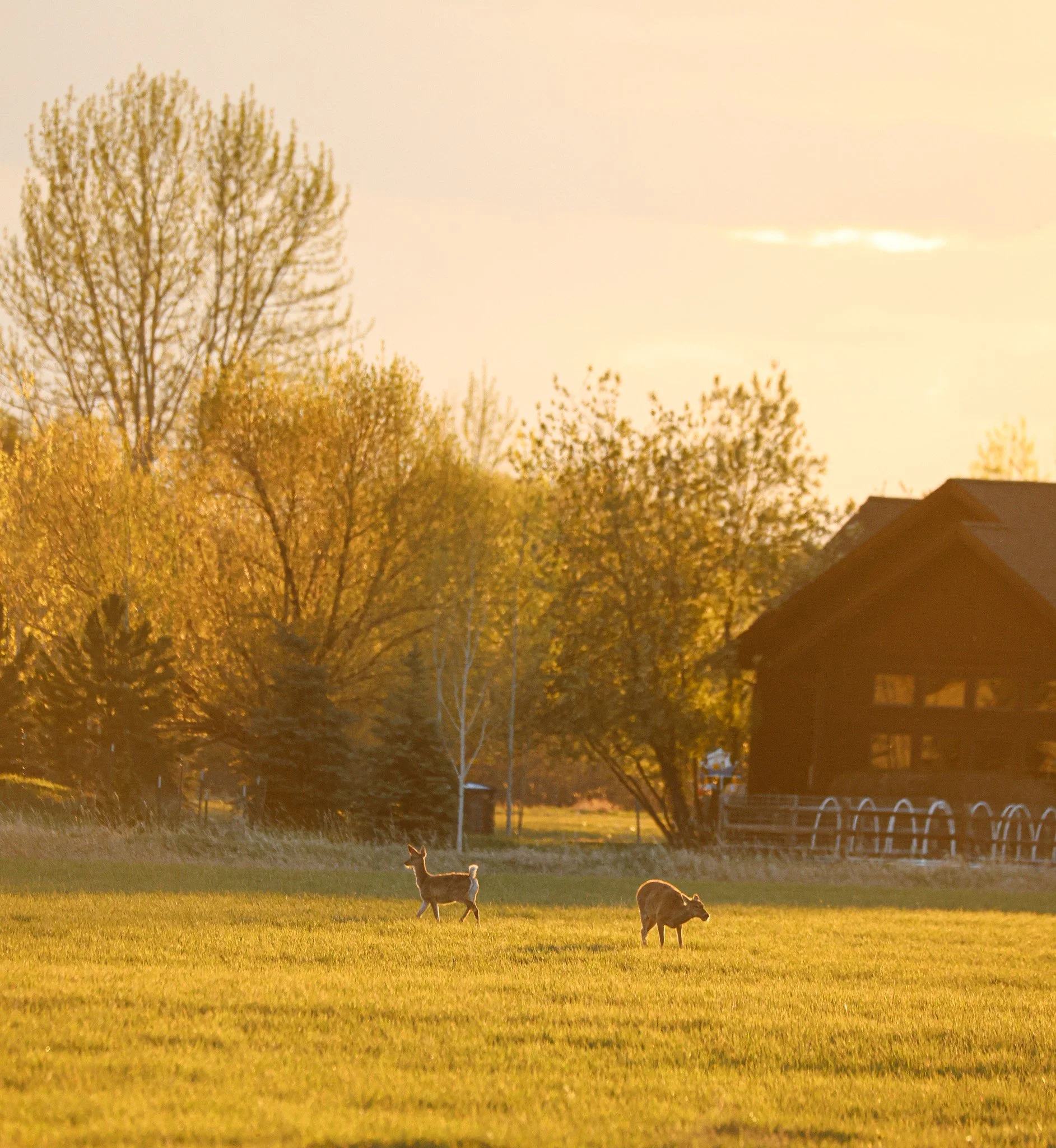 A peaceful field at sunset with two llamas grazing in the foreground, tall trees in the background, and a house on the right side.