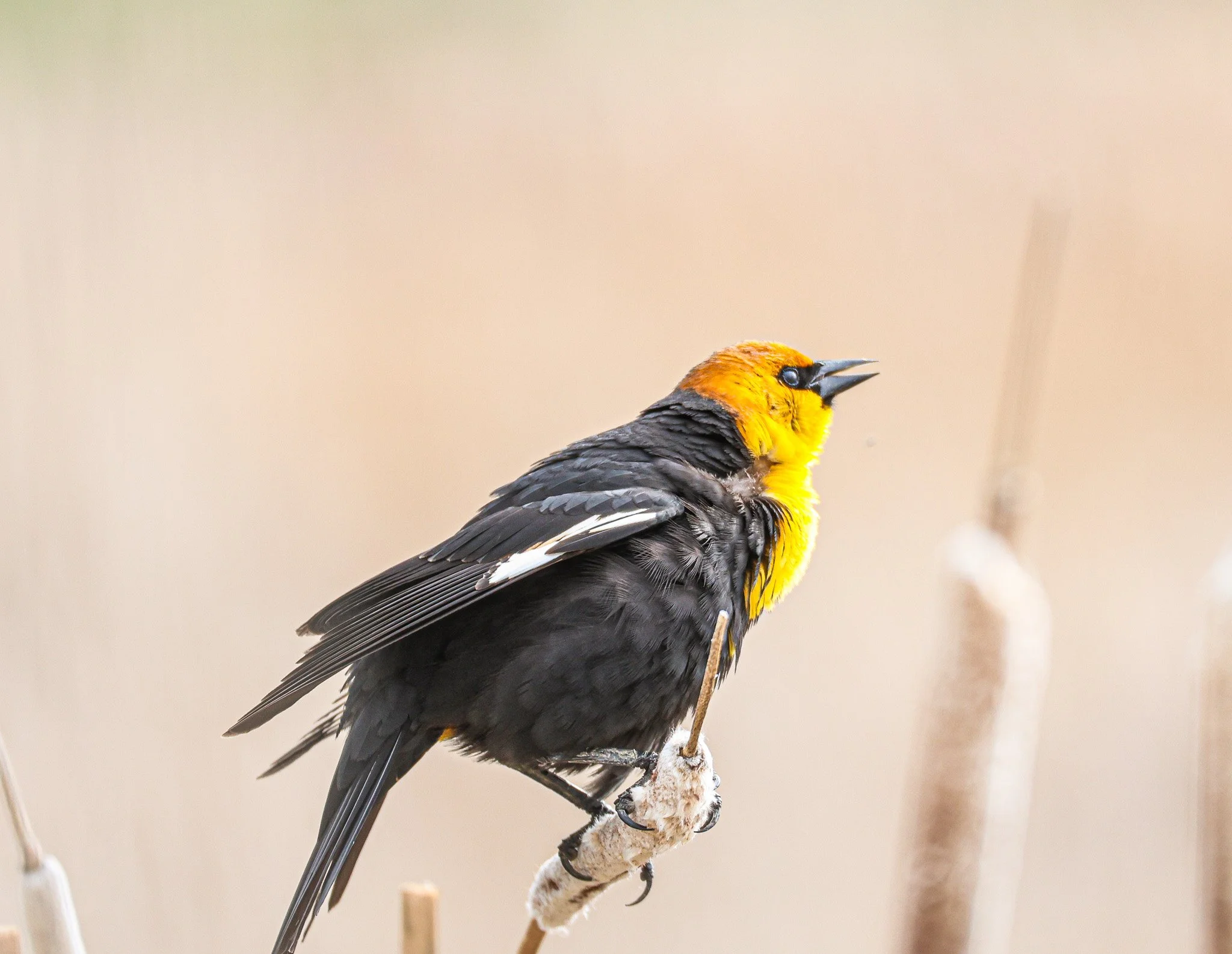 A bird perched on a branch, featuring black and yellow feathers with a bright yellow head and throat.