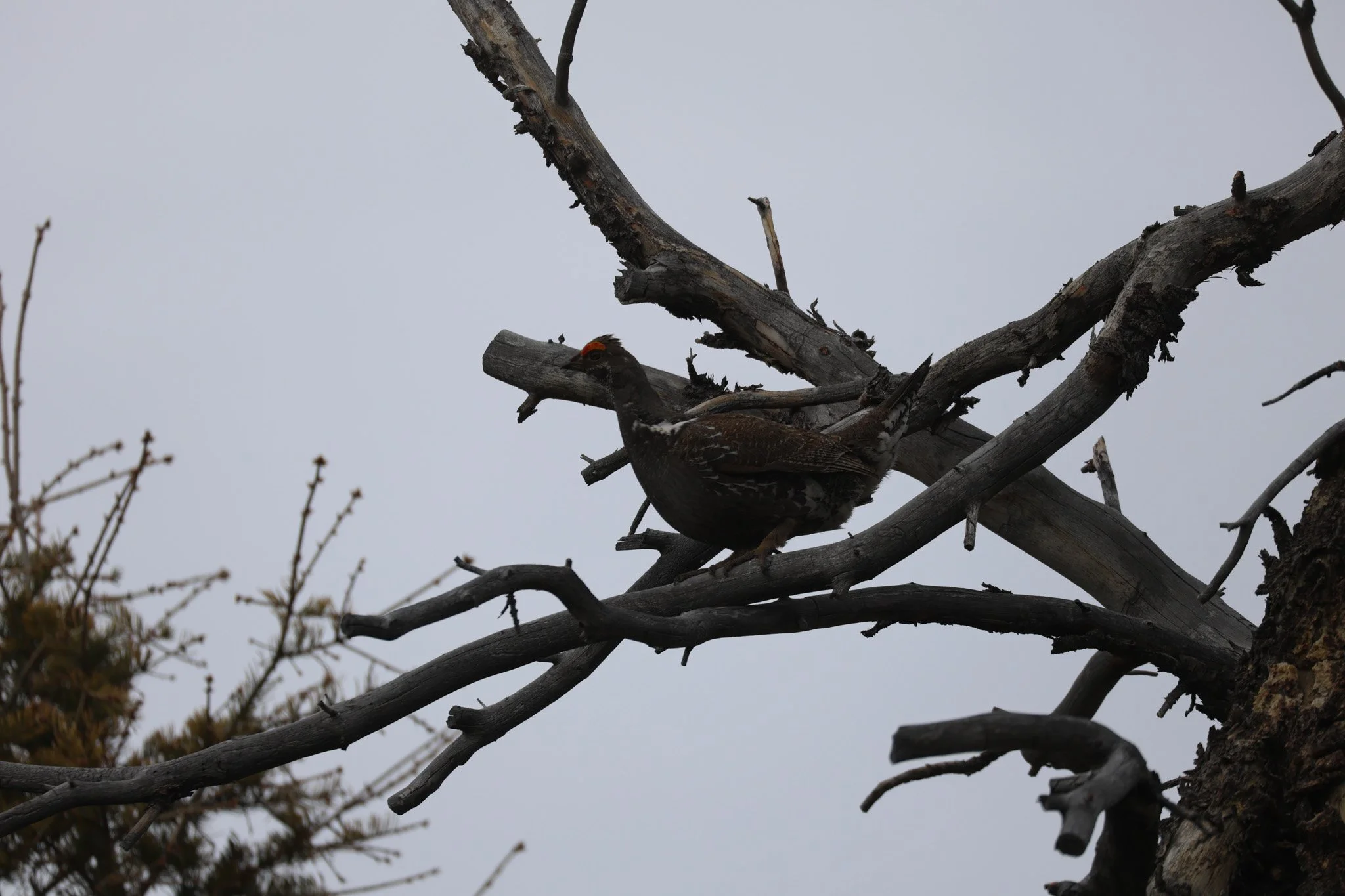 Bird perched on a dead tree branch against a gray sky.