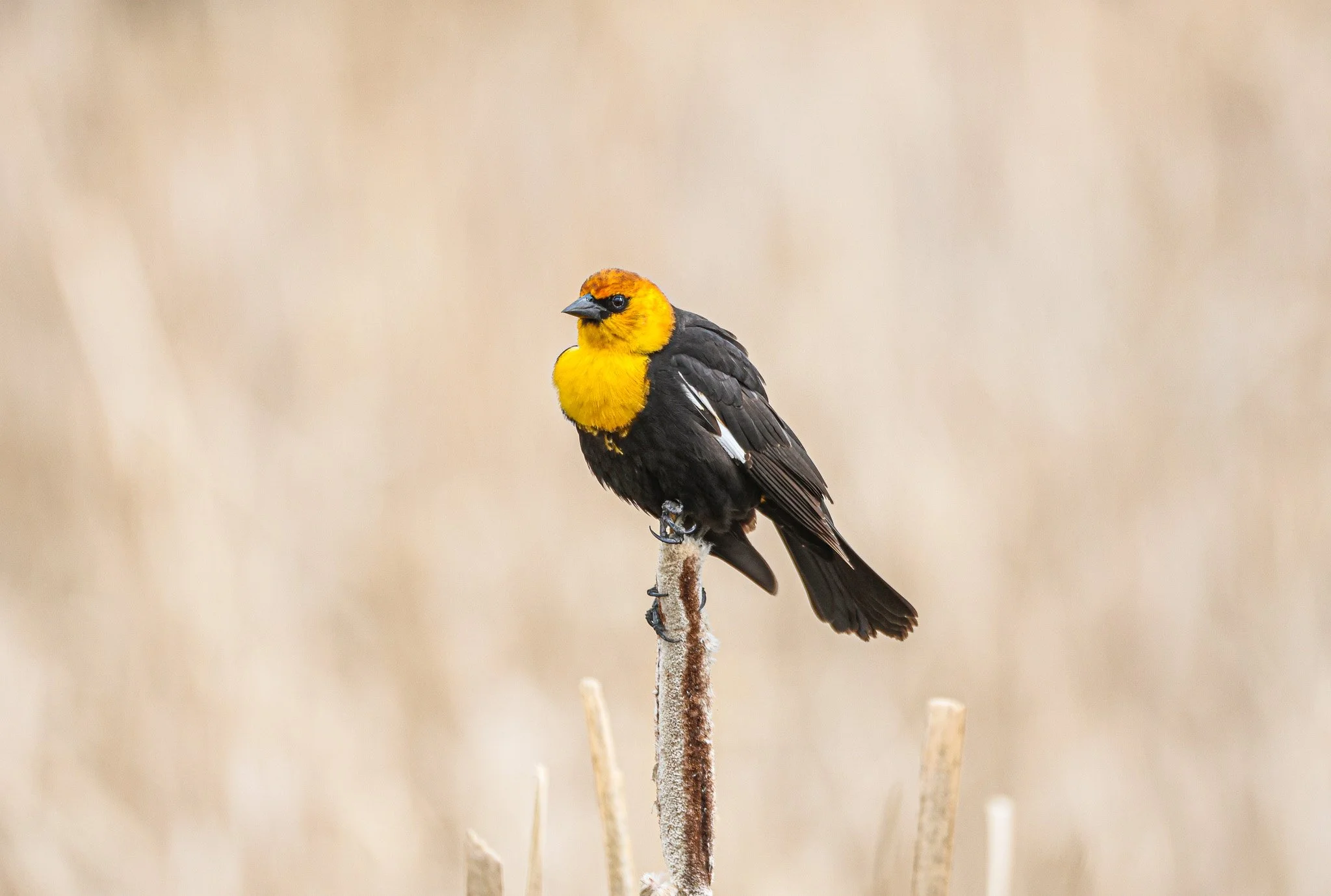 A yellow and black bird perched on a thin branch with a plain beige background.