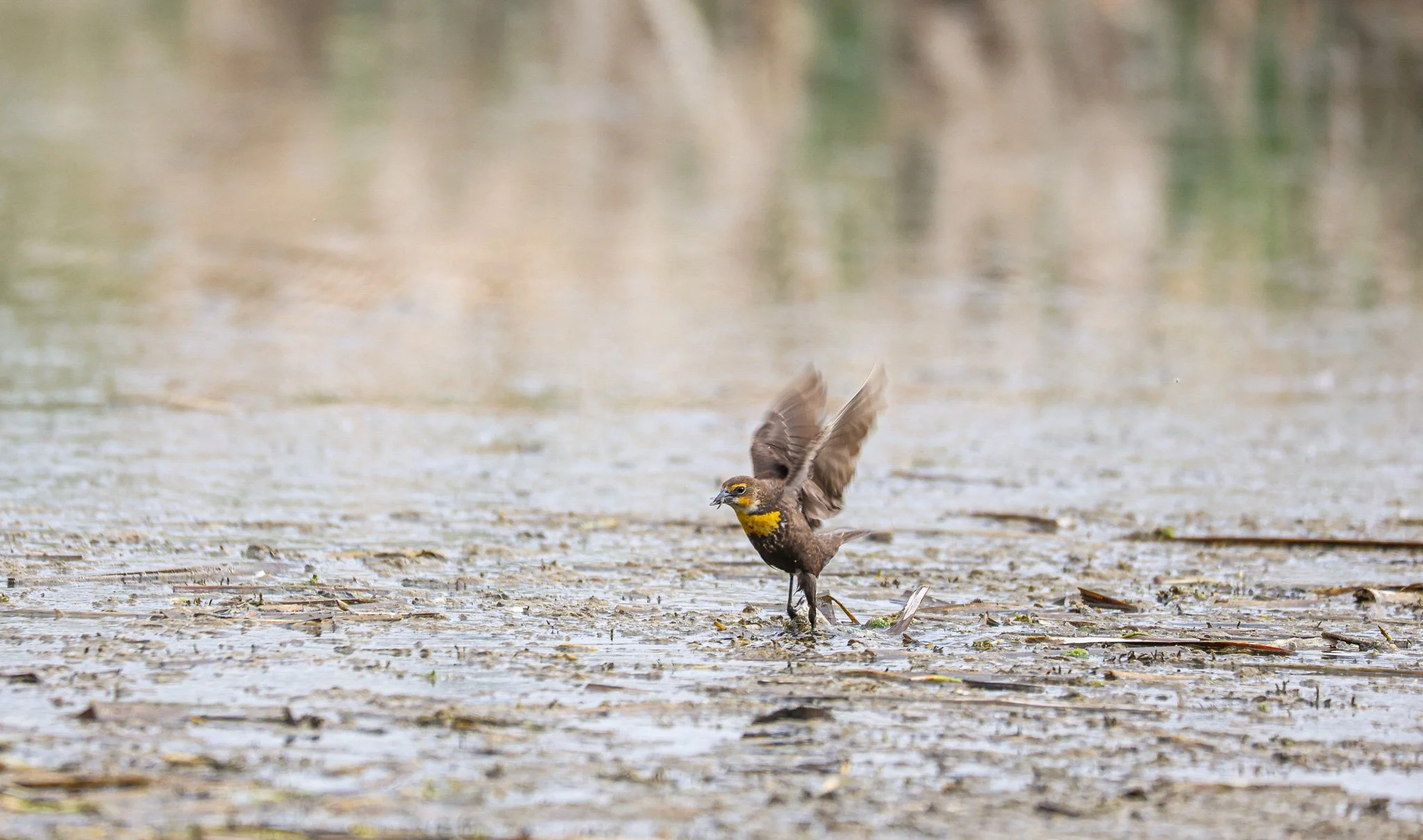 A bird with yellow and dark brown feathers on a muddy shoreline, with some wet leaves and small debris, and a blurred background of water and greenery.