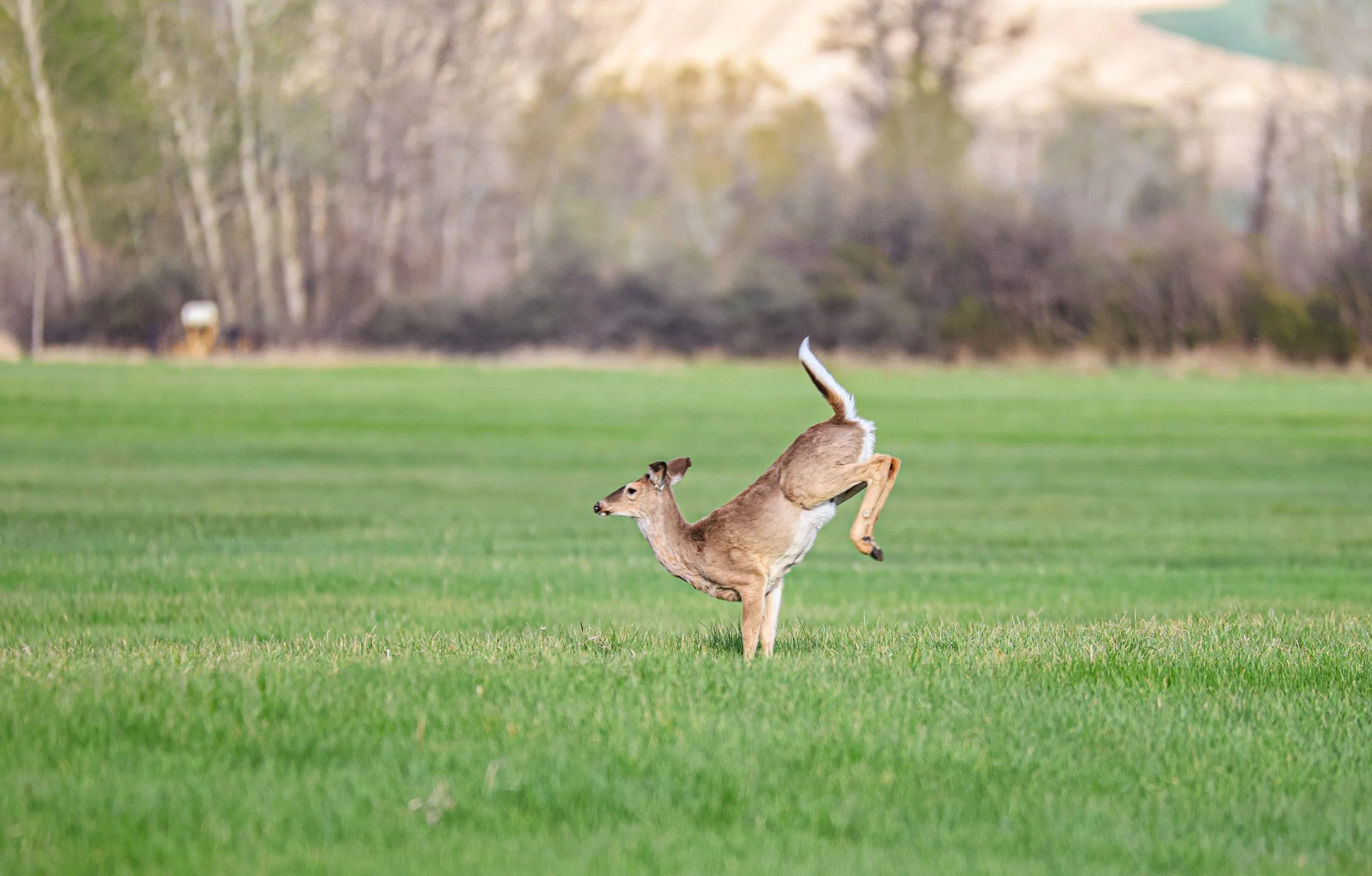 A deer running across a grassy field with a forested background.