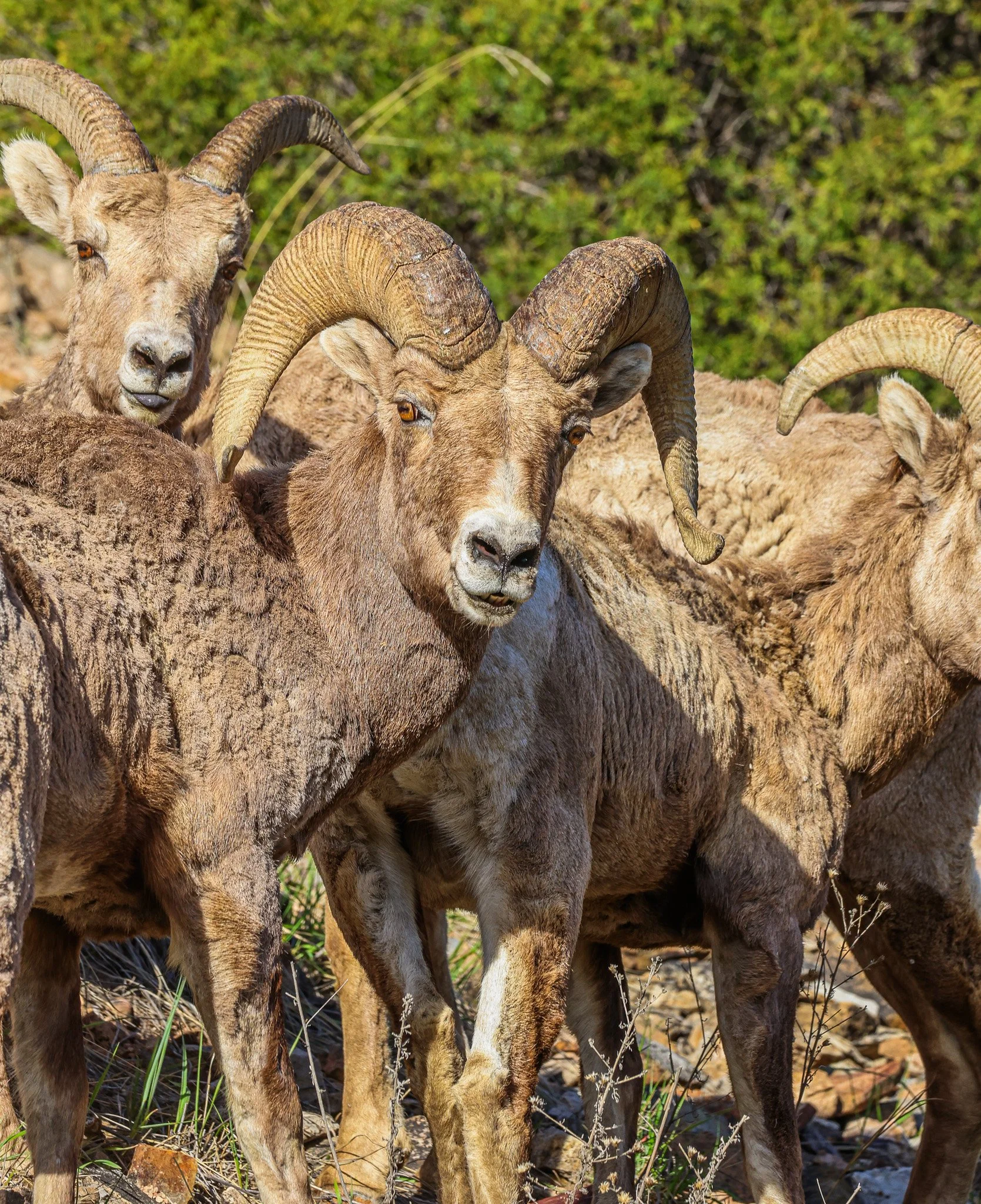 A group of Bighorn sheep with large, curved horns, standing on rocky ground with green foliage in the background.