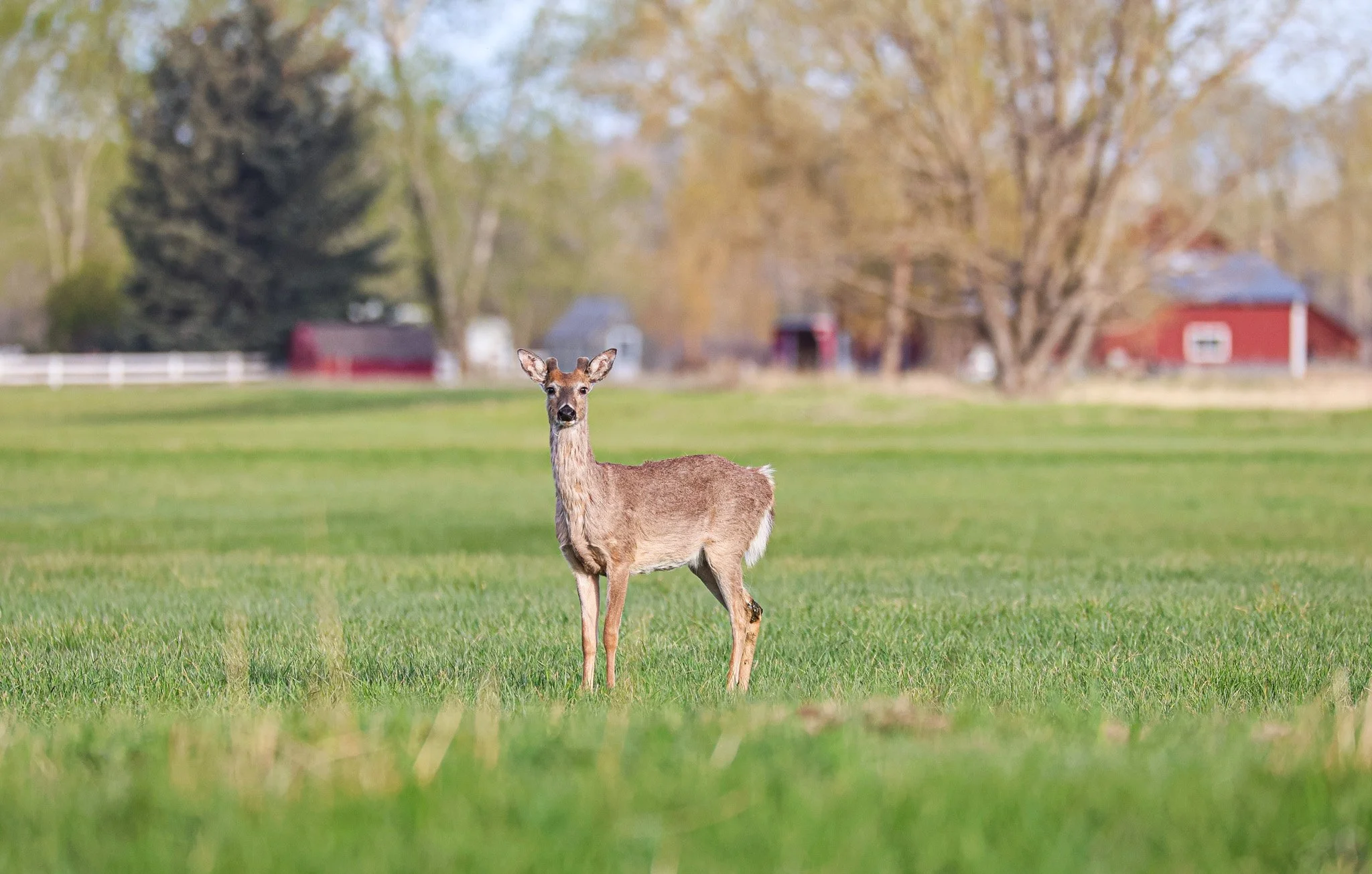 A young deer standing in a grassy field with trees and red barns in the background.