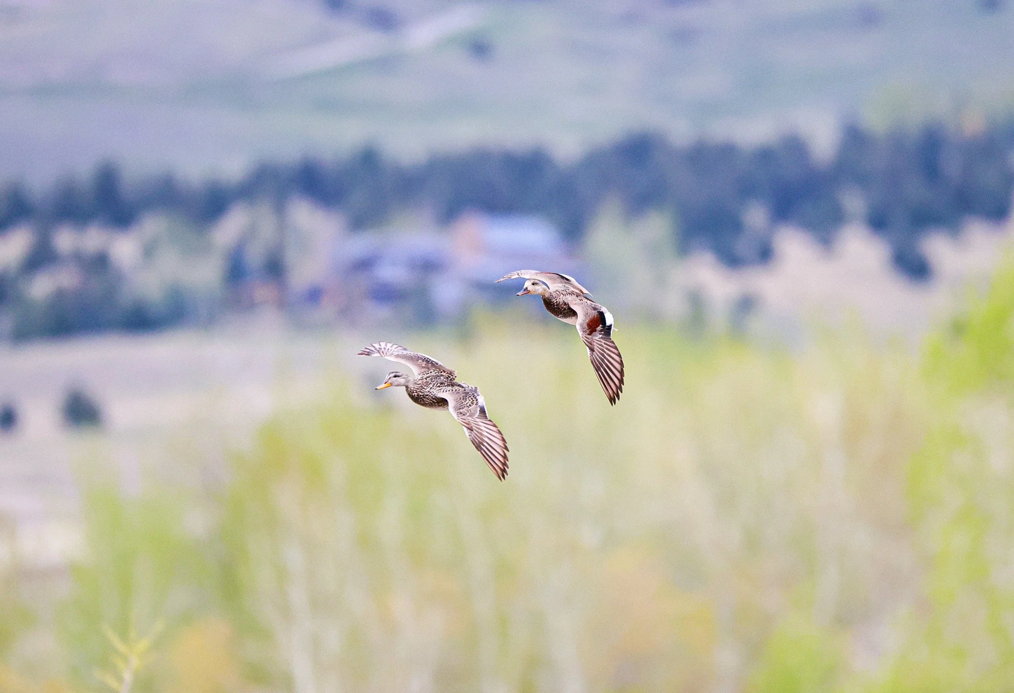 Two ducks in flight over a scenic landscape with trees and a cloudy sky in the background.