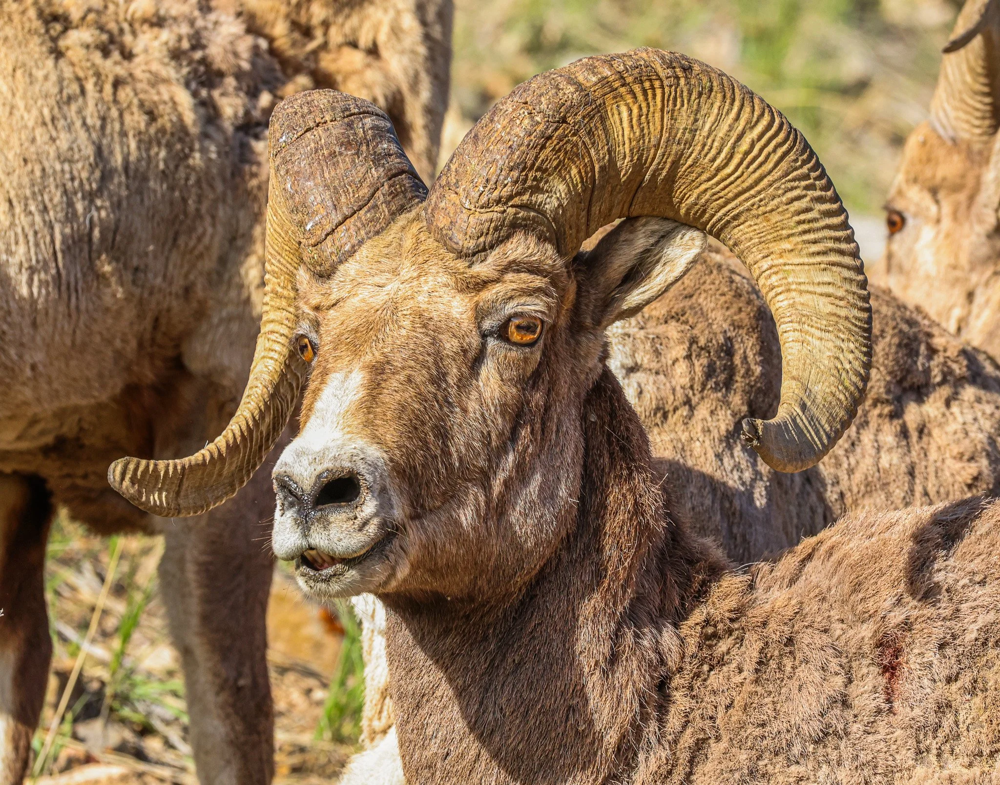 A bighorn sheep with large, curved horns and brown fur standing outdoors, with other sheep partially visible behind it.