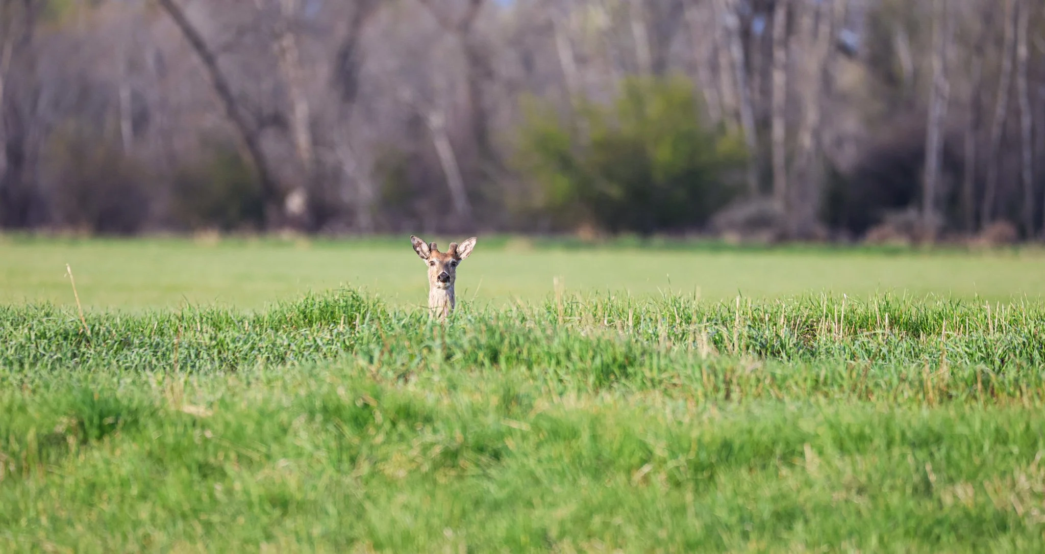 A young deer with large ears standing in a grassy field with a blurred wooded background.