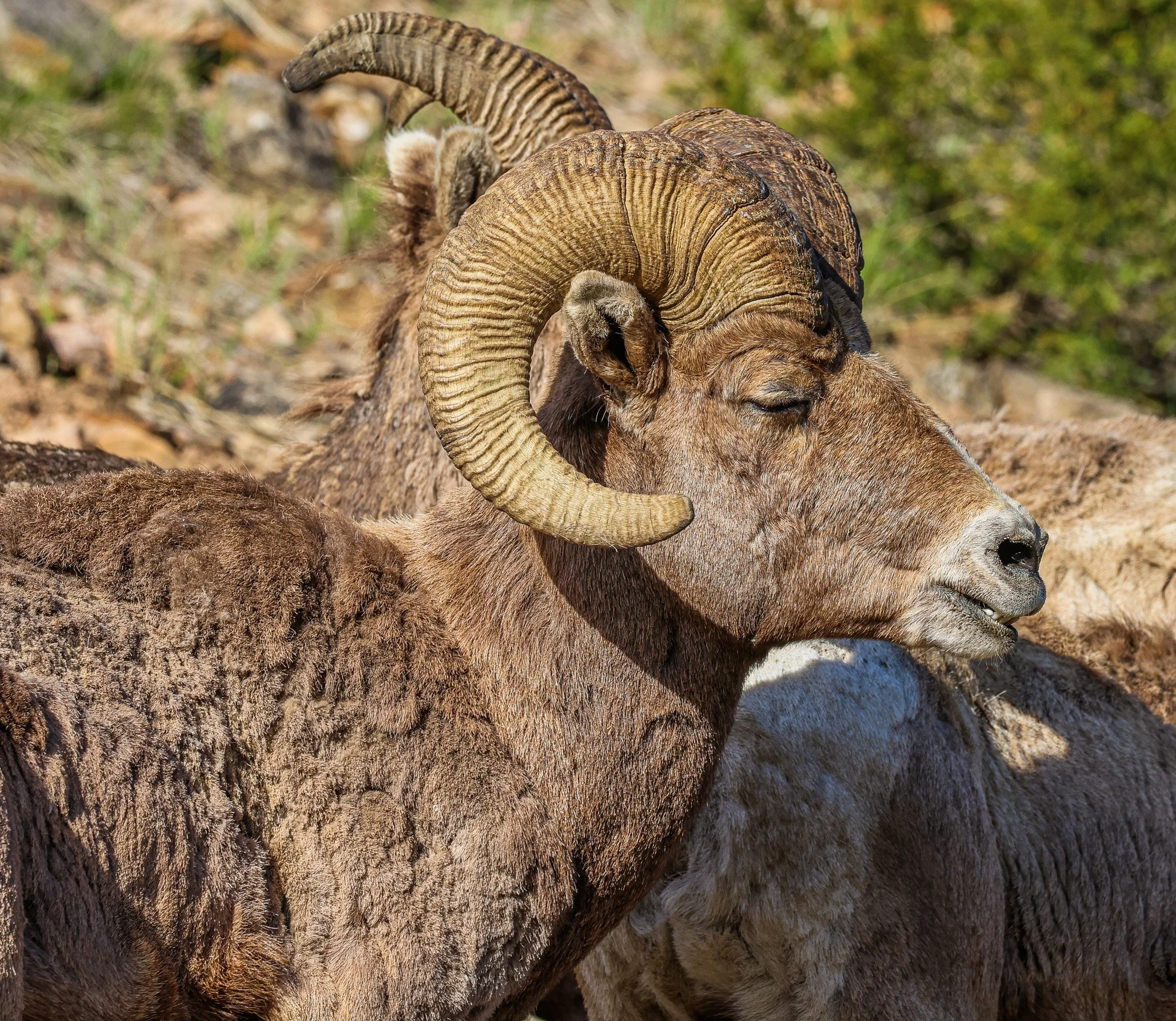 A close-up of a bighorn sheep with large, curved horns resting on the ground with a blurred natural background.