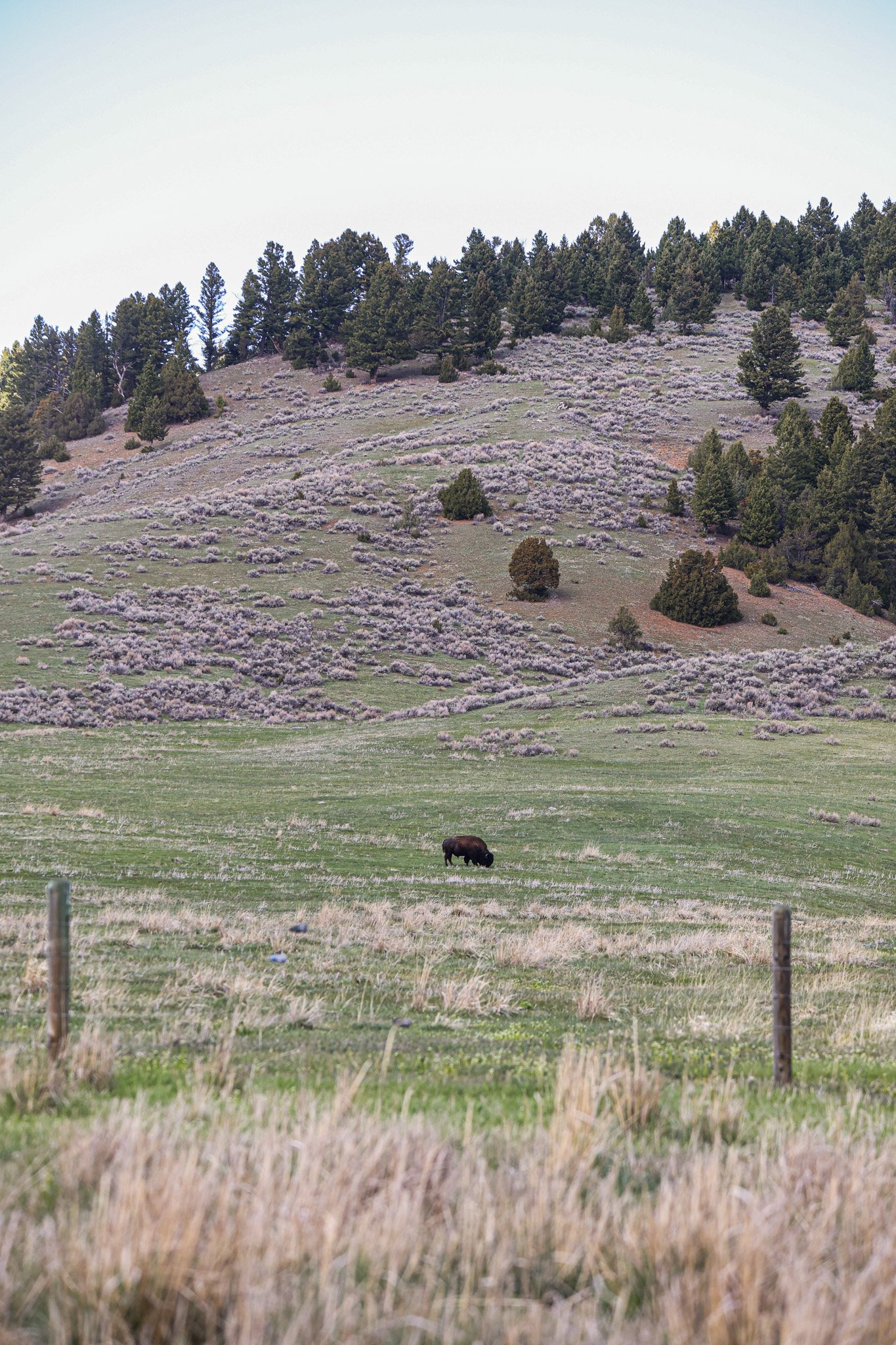 A grassy landscape with gentle hills and scattered trees, a single bison grazing in the foreground.