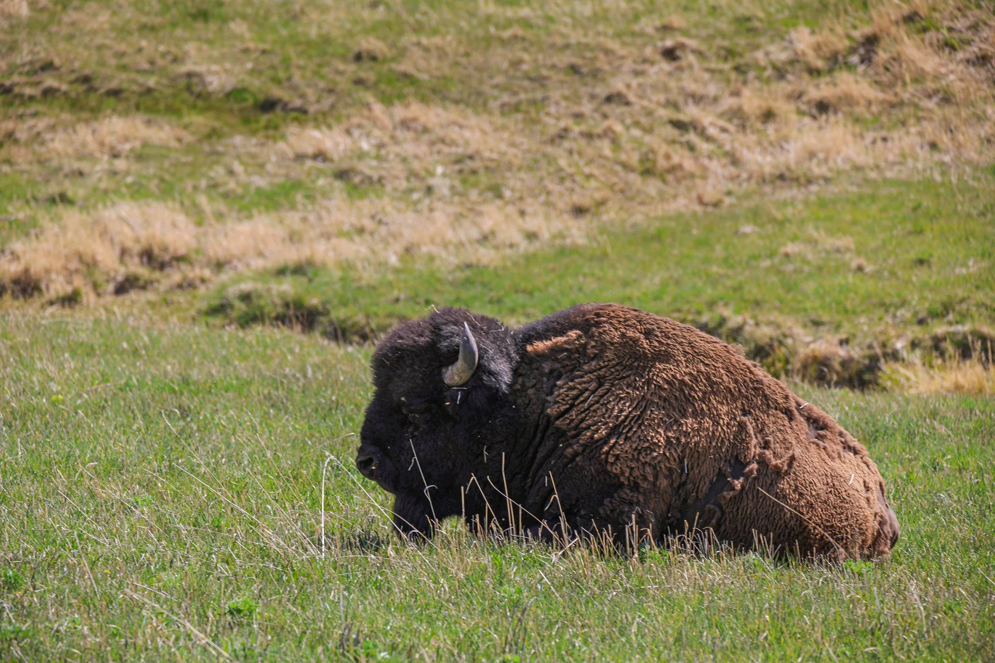 A bison lying in green grass with a background of a grassy hillside.