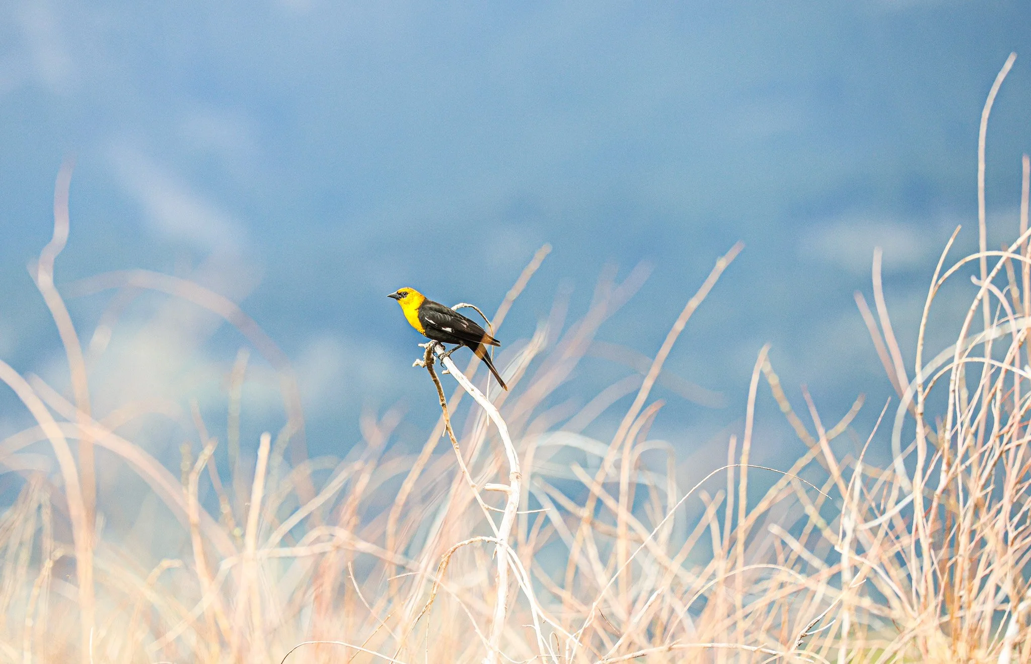 A yellow and black bird perched on a dried pale branch against a blurred blue sky background.