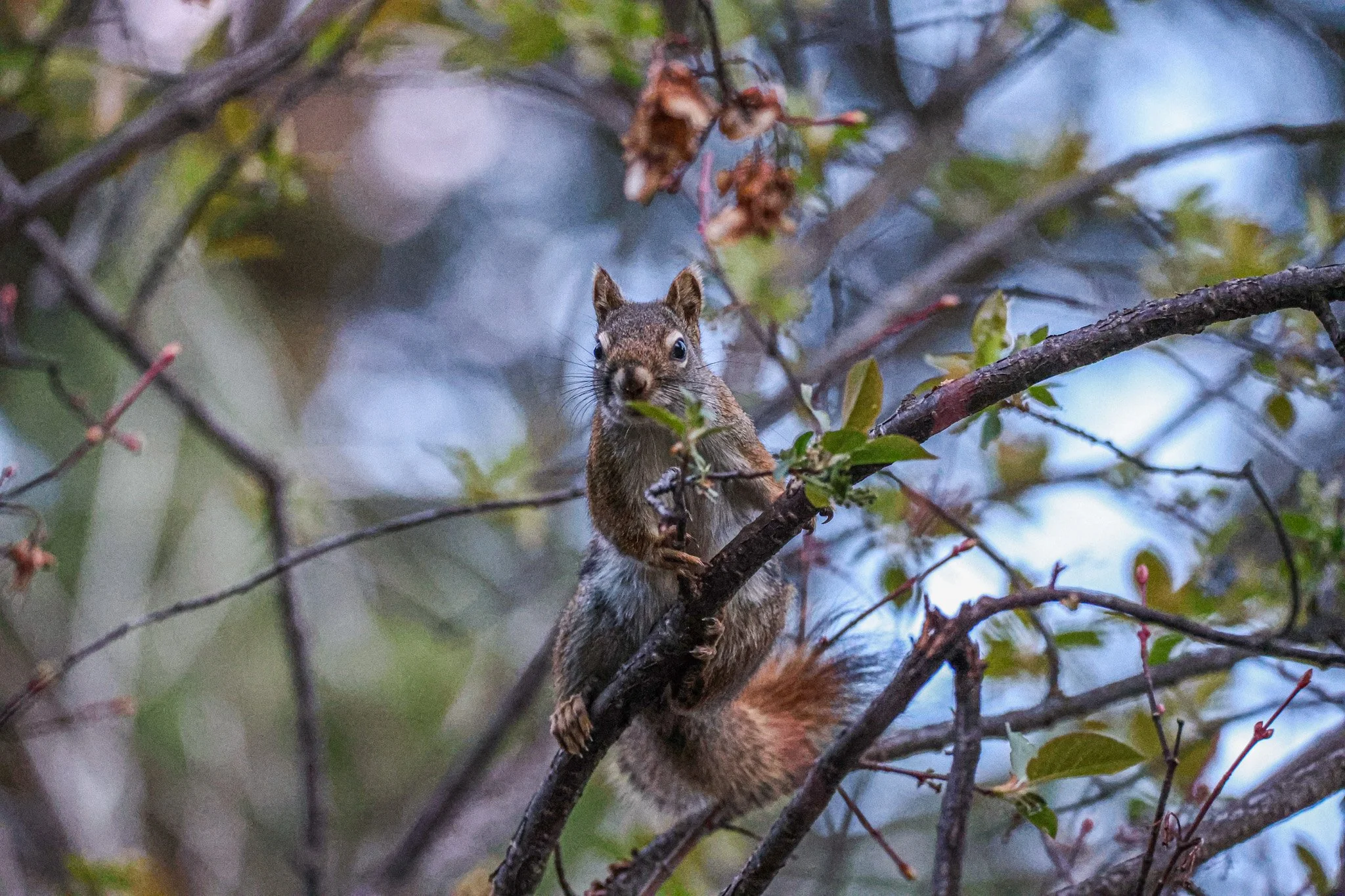 A squirrel climbing a tree branch among green leaves and some dead leaves, with a blurred sky in the background.