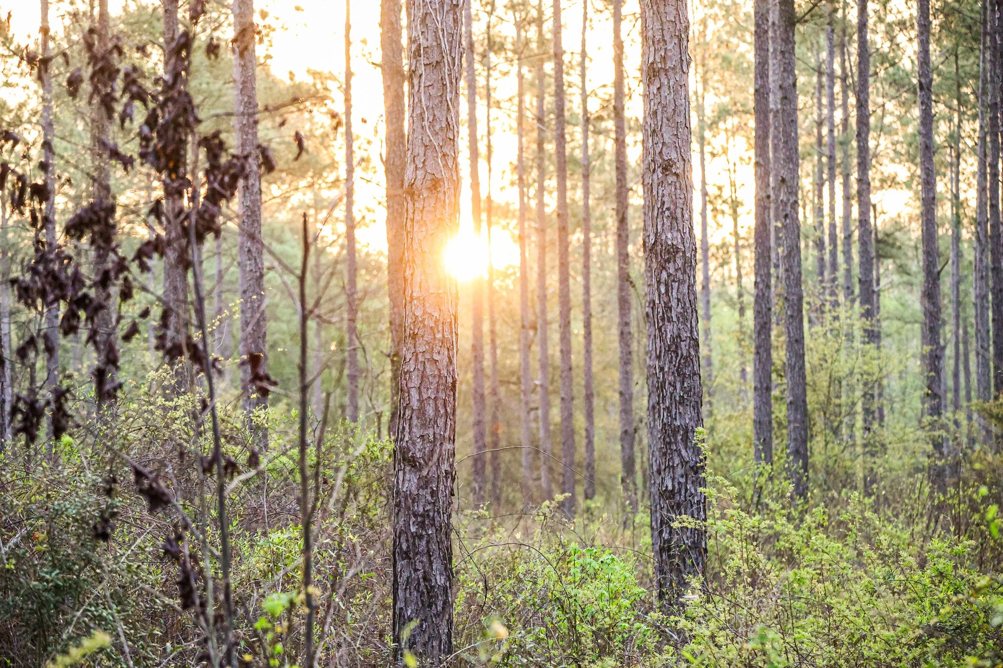 Sunshine filtering through tall pine trees in a forest during daytime, with green undergrowth and a warm glow.