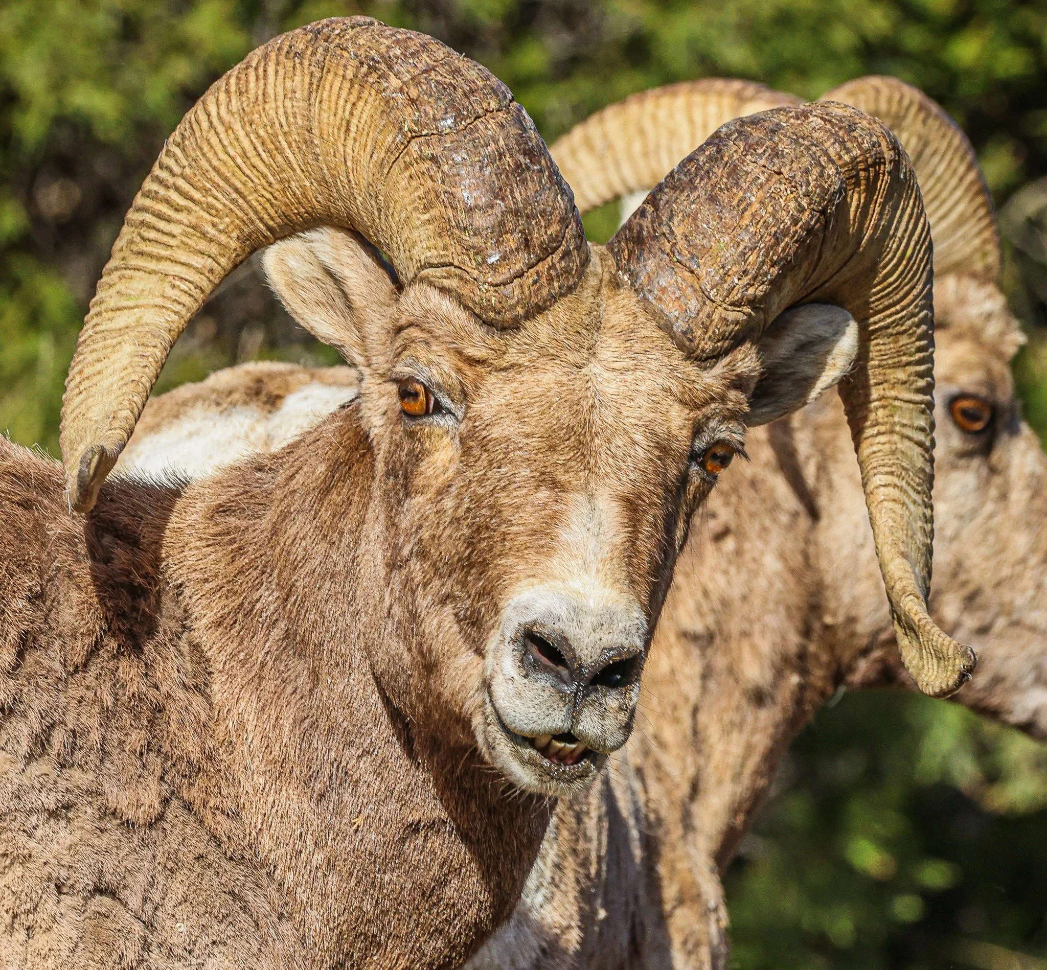 Close-up of a ram's head with large, curved horns on a grassy background.