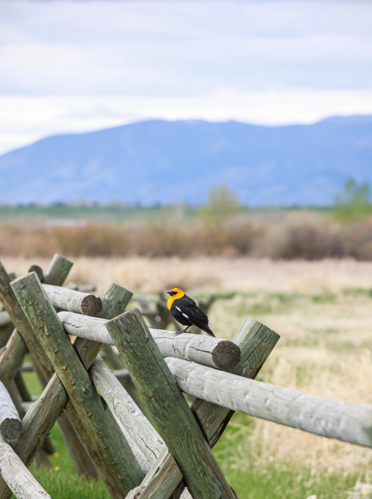 A yellow and black bird perched on a weathered wooden fence with a blurred landscape of mountains and sky in the background.