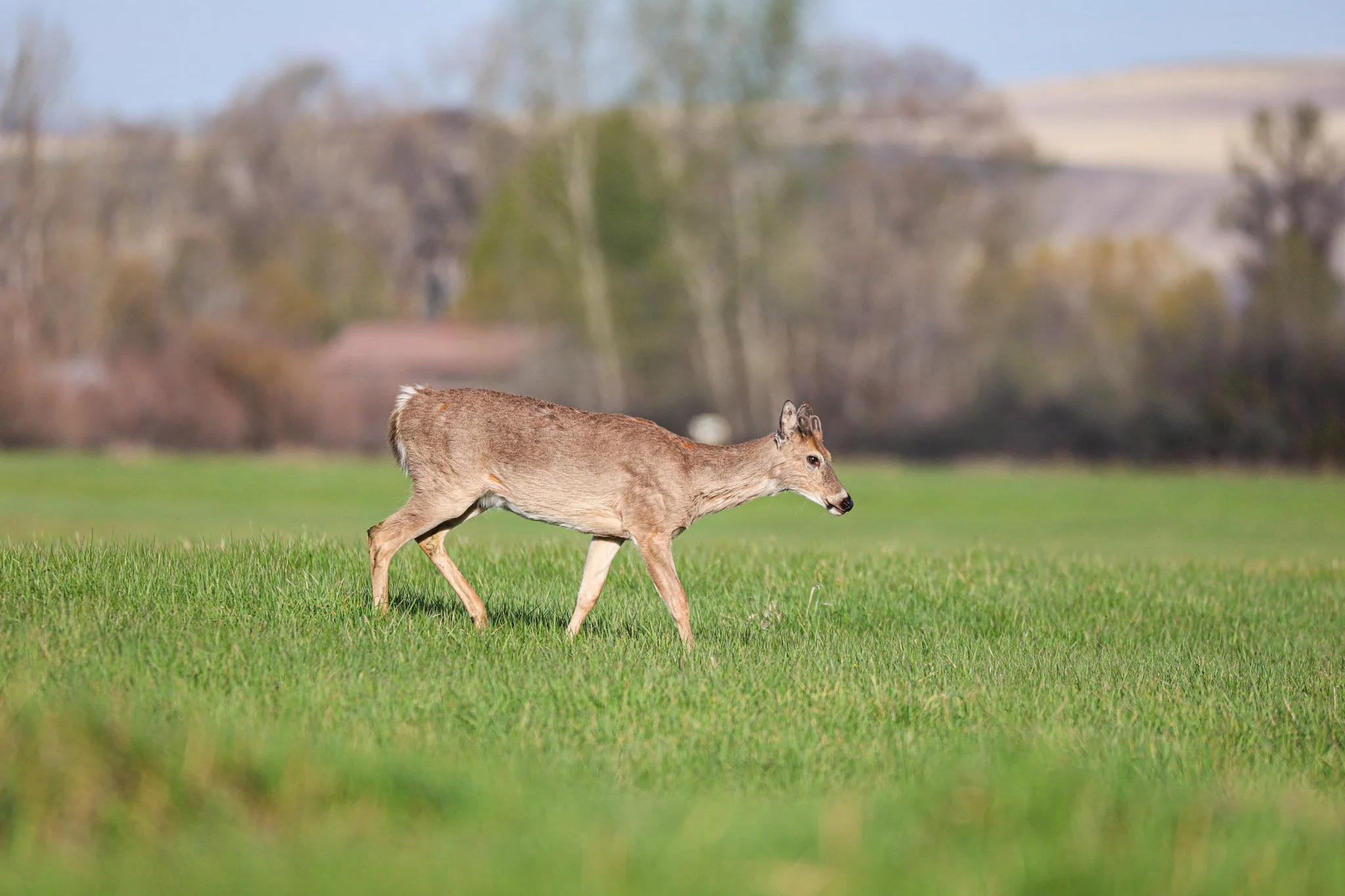 A young deer walking across a lush green field with trees and buildings blurred in the background.