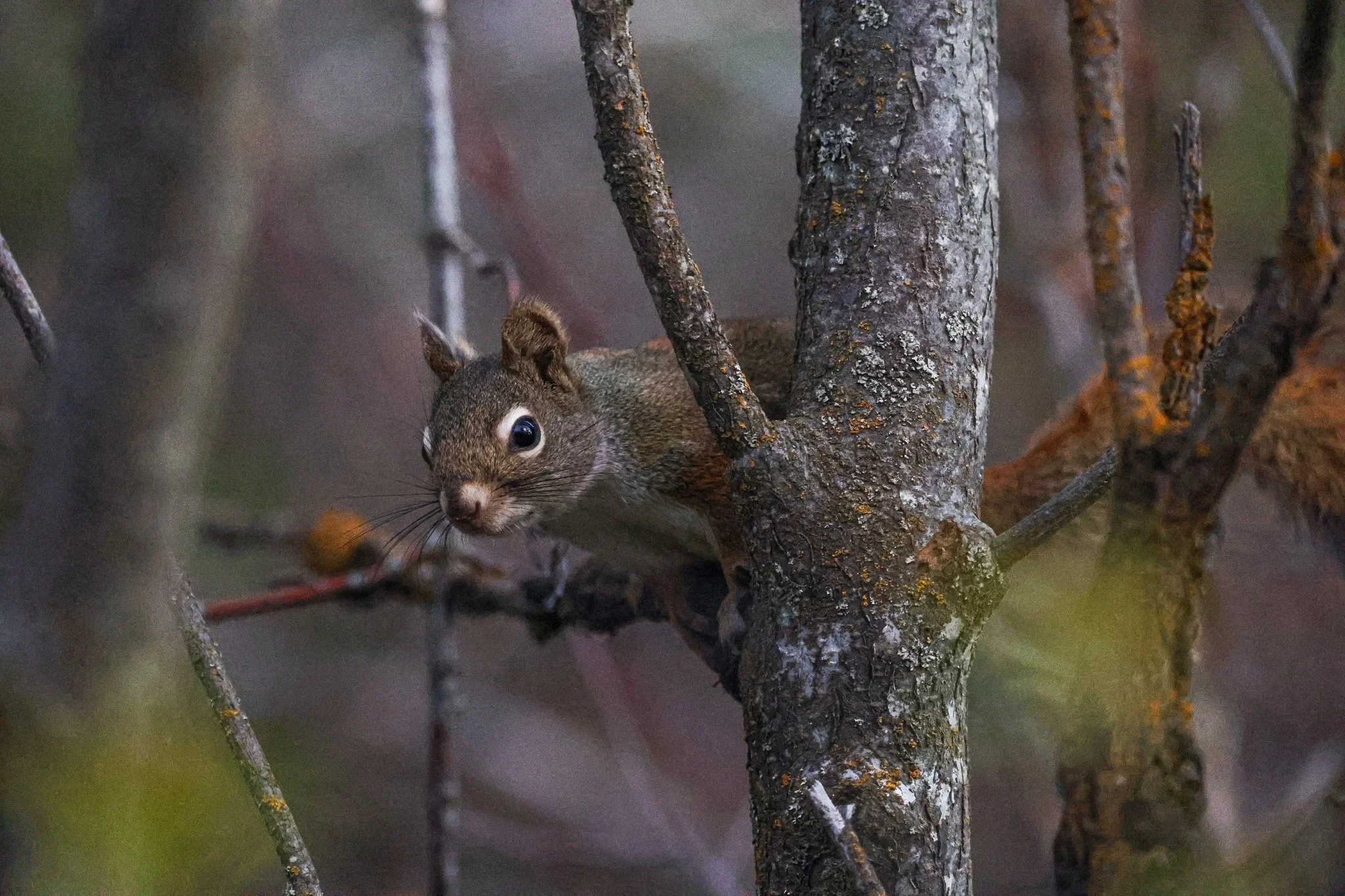 A squirrel is perched on a tree branch, partially hidden behind the bark of the tree, with its head and large eyes visible, surrounded by blurred tree branches and foliage.
