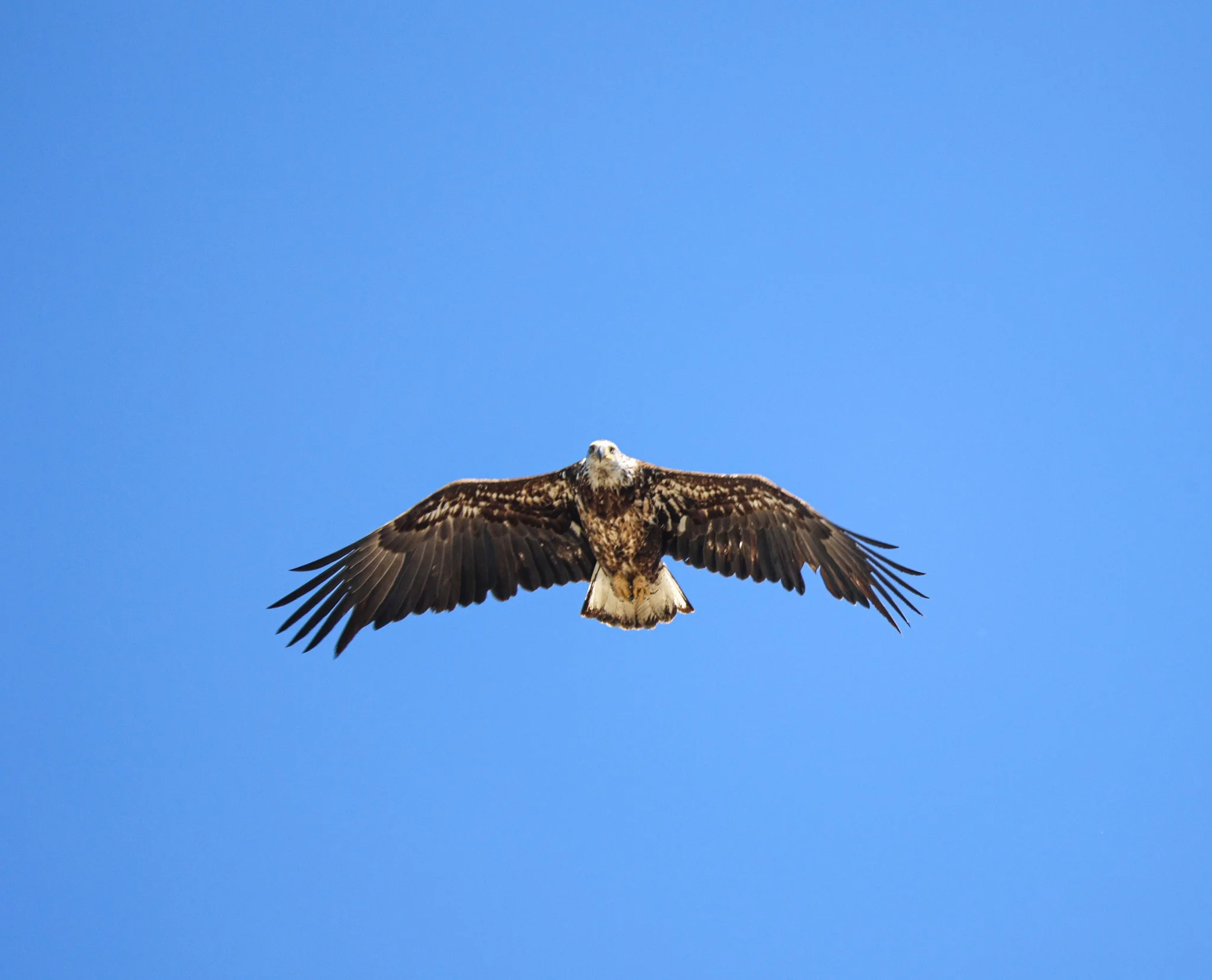 A bird of prey, possibly a hawk or an eagle, soaring against a clear blue sky. The bird has its wings spread wide, showing detailed feathers and a sharp gaze.
