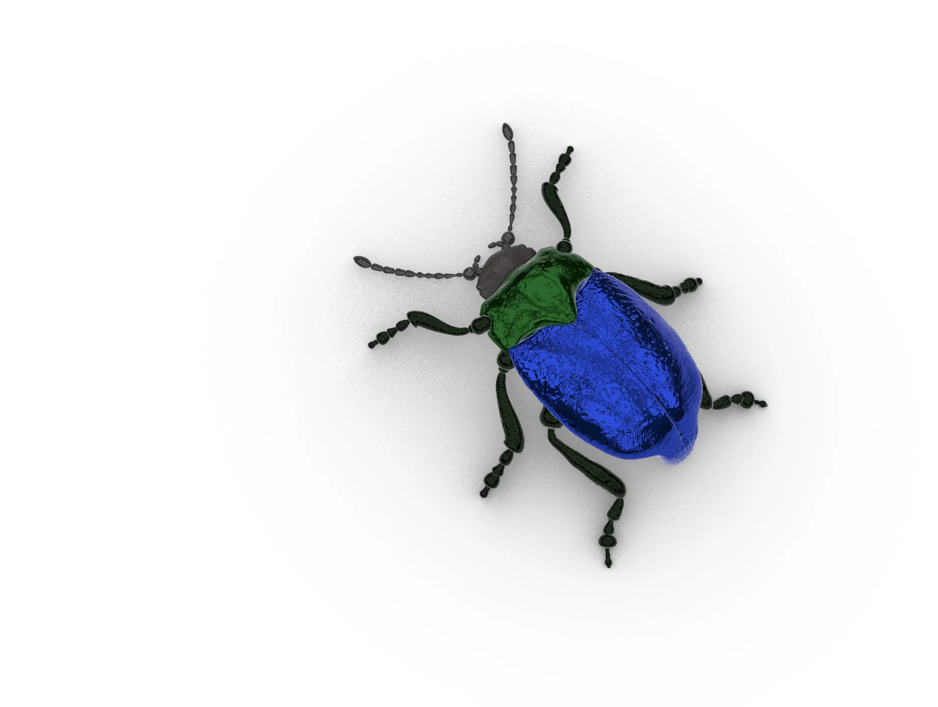beetle.jpg