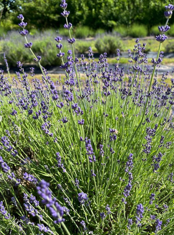 Close-up of a lavender plant with purple flowers and green stems, with a blurred garden background.