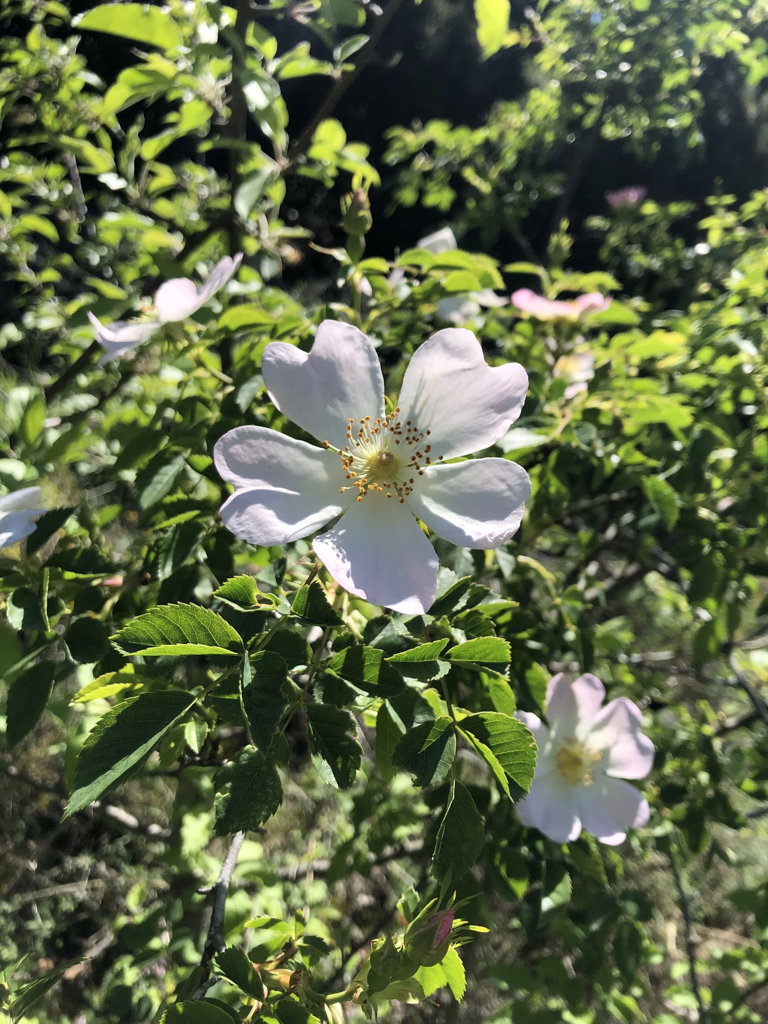 Close-up of a white flower with five petals and yellow stamens, surrounded by green leaves on a bush, illuminated by sunlight.
