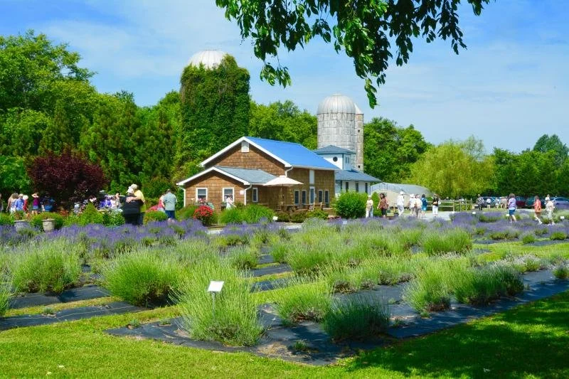 Lavender field with people walking, a small building in the background, and tall trees under a blue sky with clouds in milton delaware. Located at the Bloom Room massage spa in Milton.