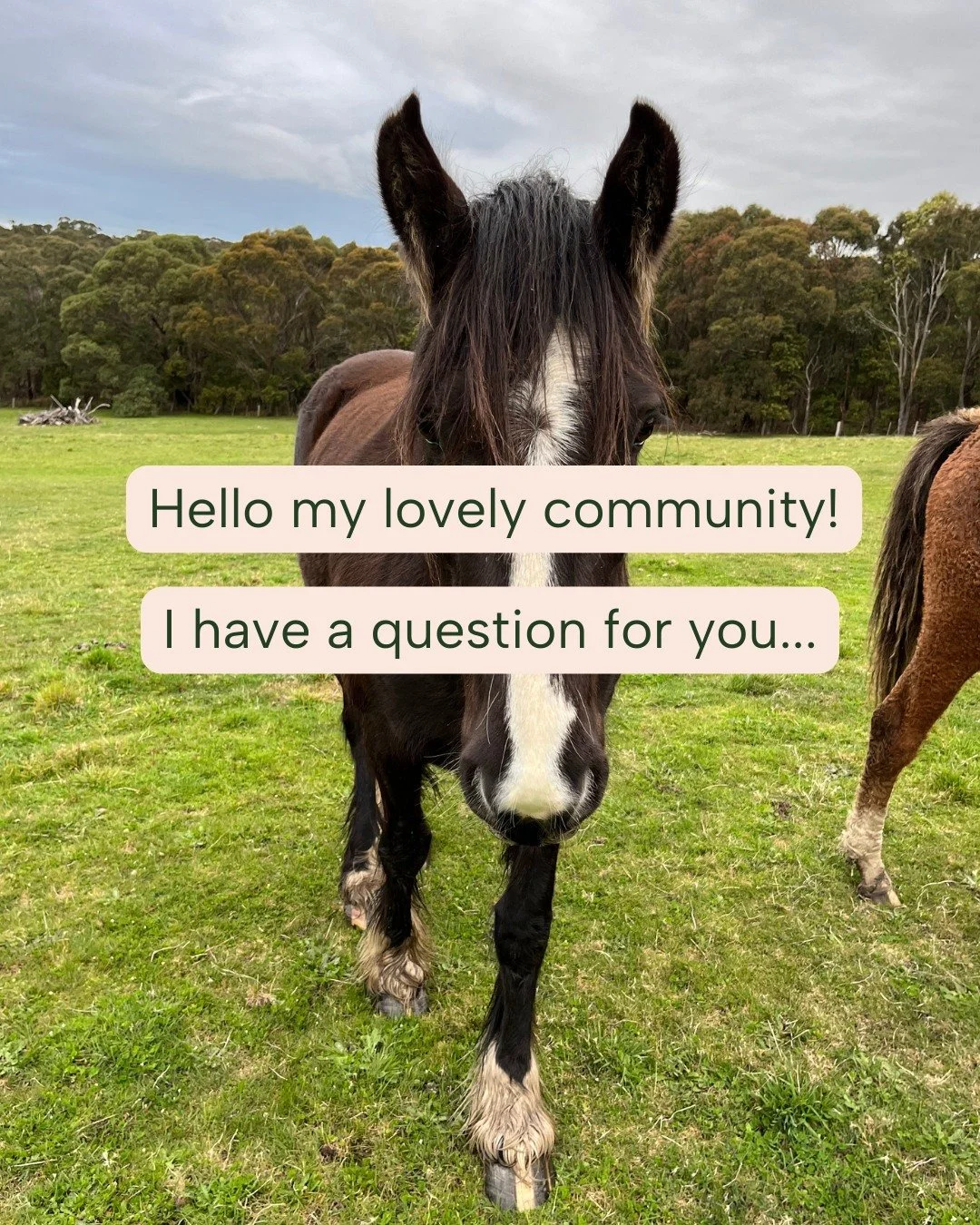 Hello my lovely community! I have a question for you&hellip;

My soul is really missing offering nature-based therapy, and so many times during the week I think &ldquo;oh, this client would get SO much out of a nature session&rdquo;.

I&rsquo;ve been