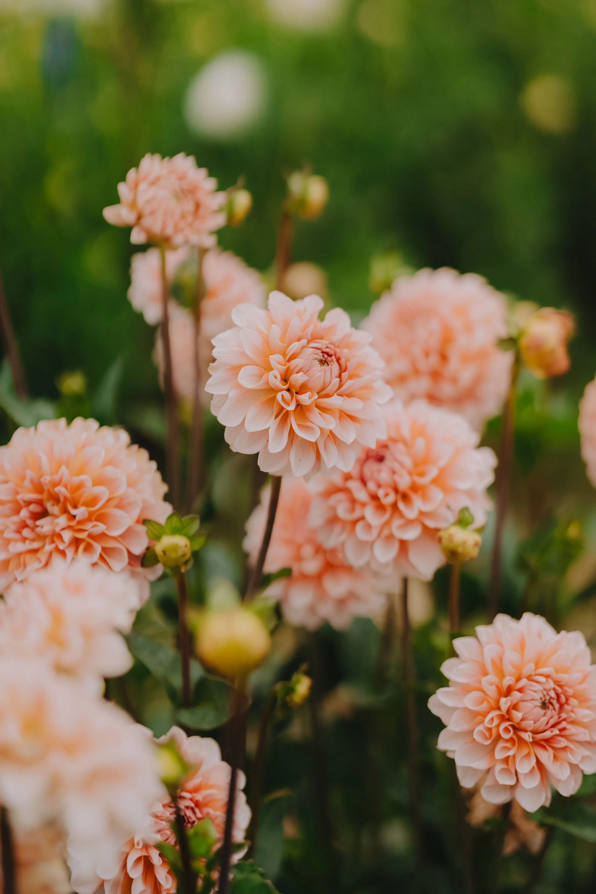 Noosa Health and Wellness Collective photo of orange flowers in a field.