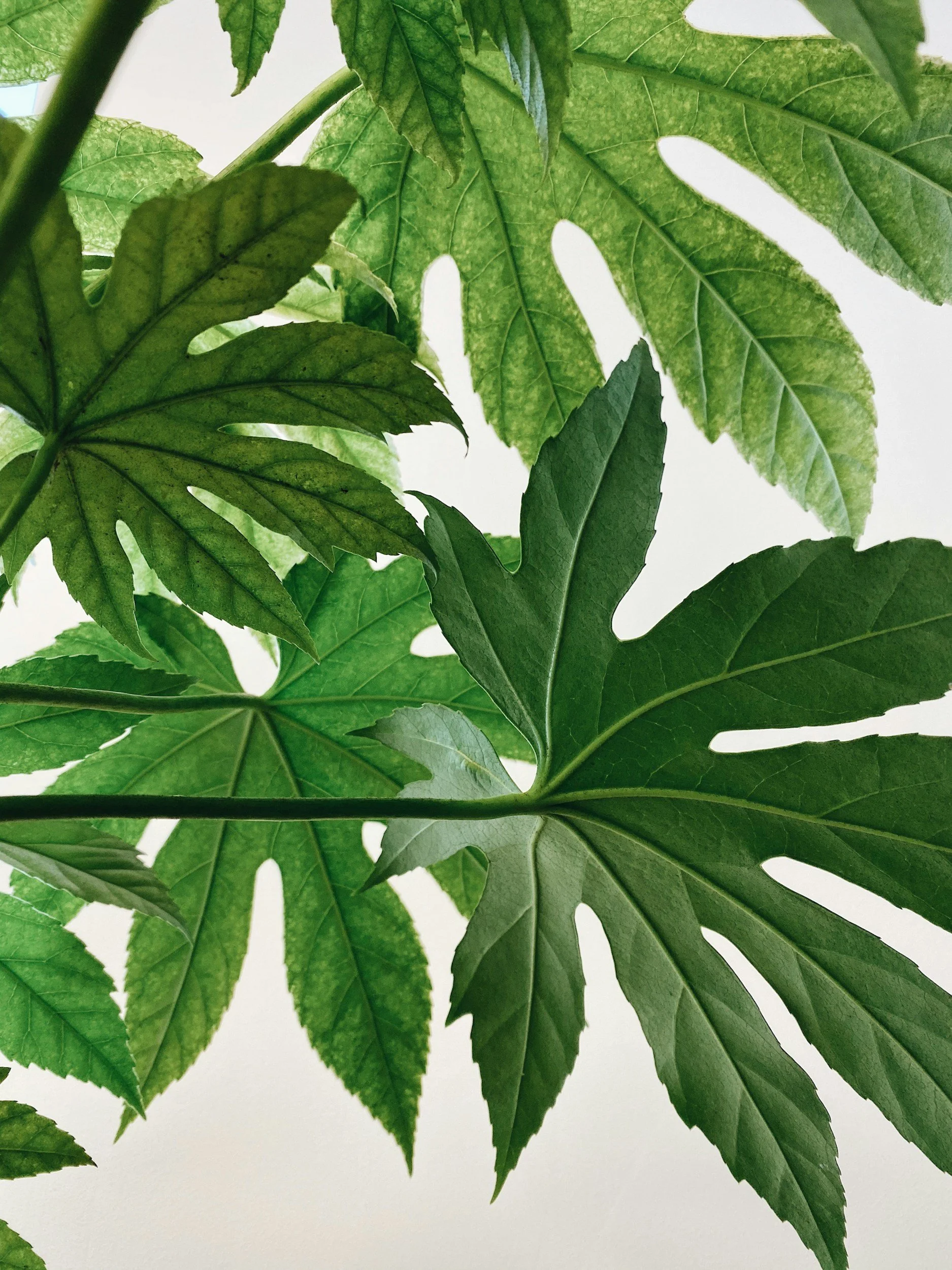 Fatsia japonica: Bold Foliage for Shade Gardens