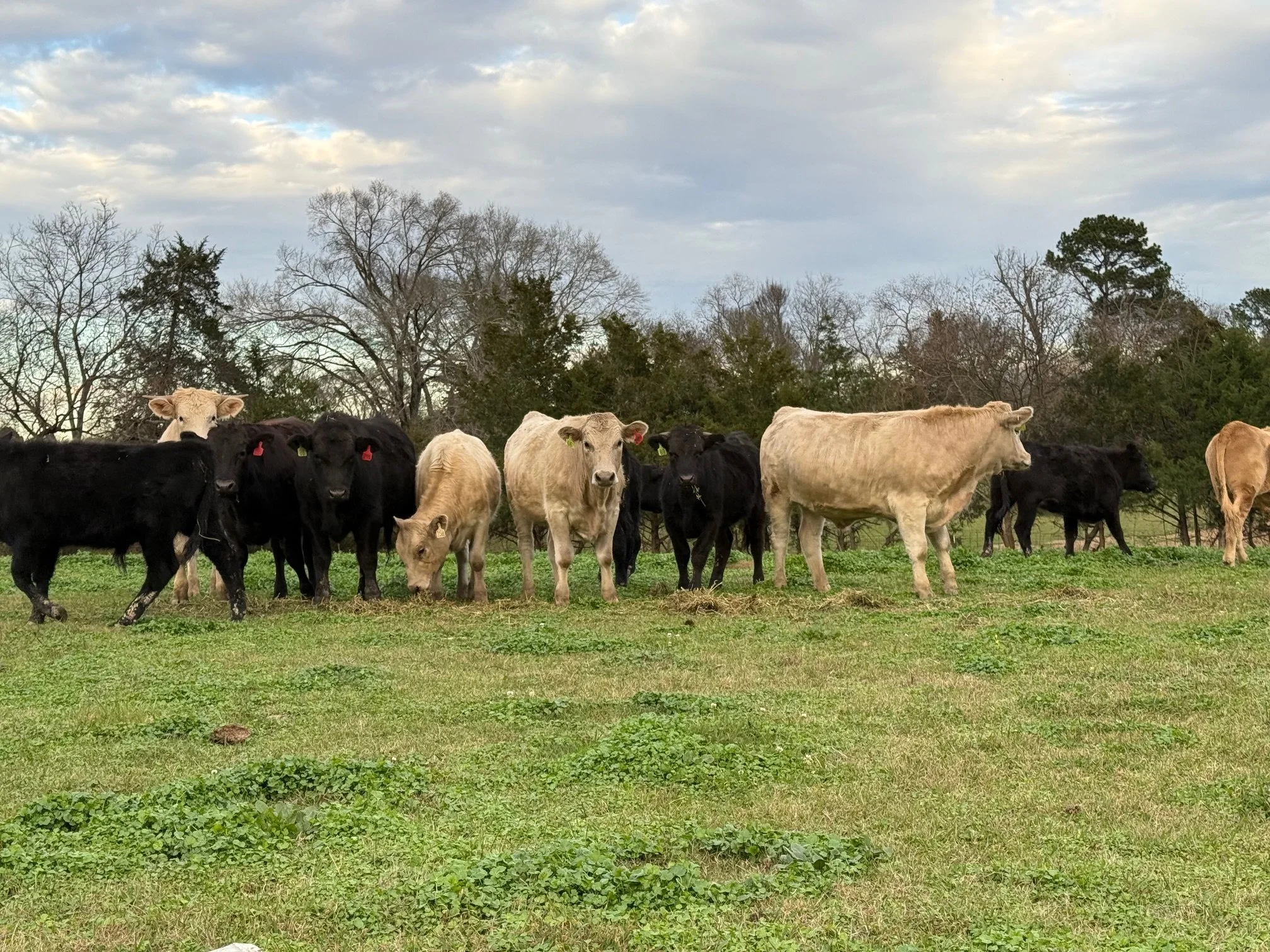 A group of cows grazing in a grassy field with trees and clouds in the background.